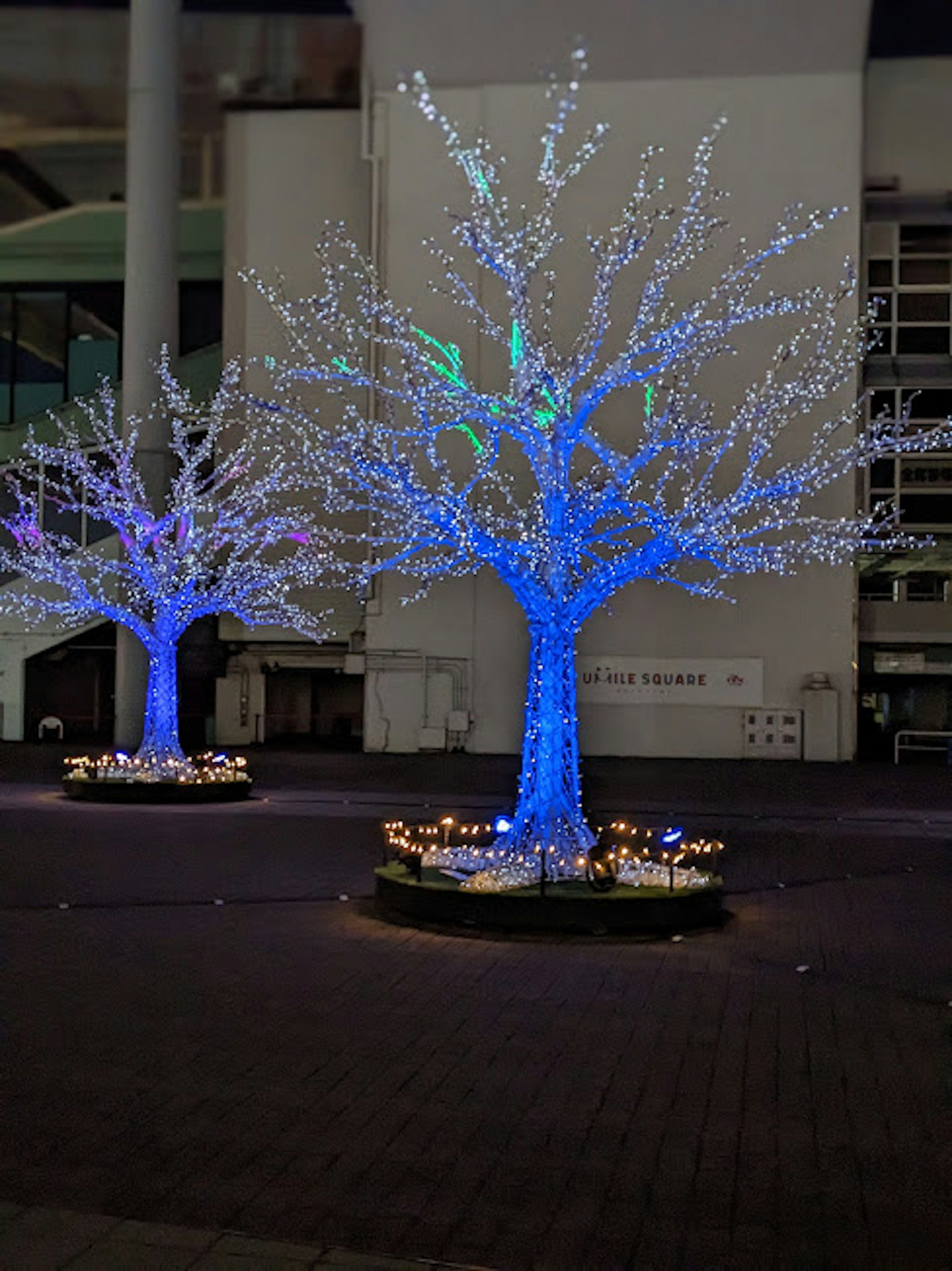 青色のライトで装飾された2本の木が並ぶ夜の風景