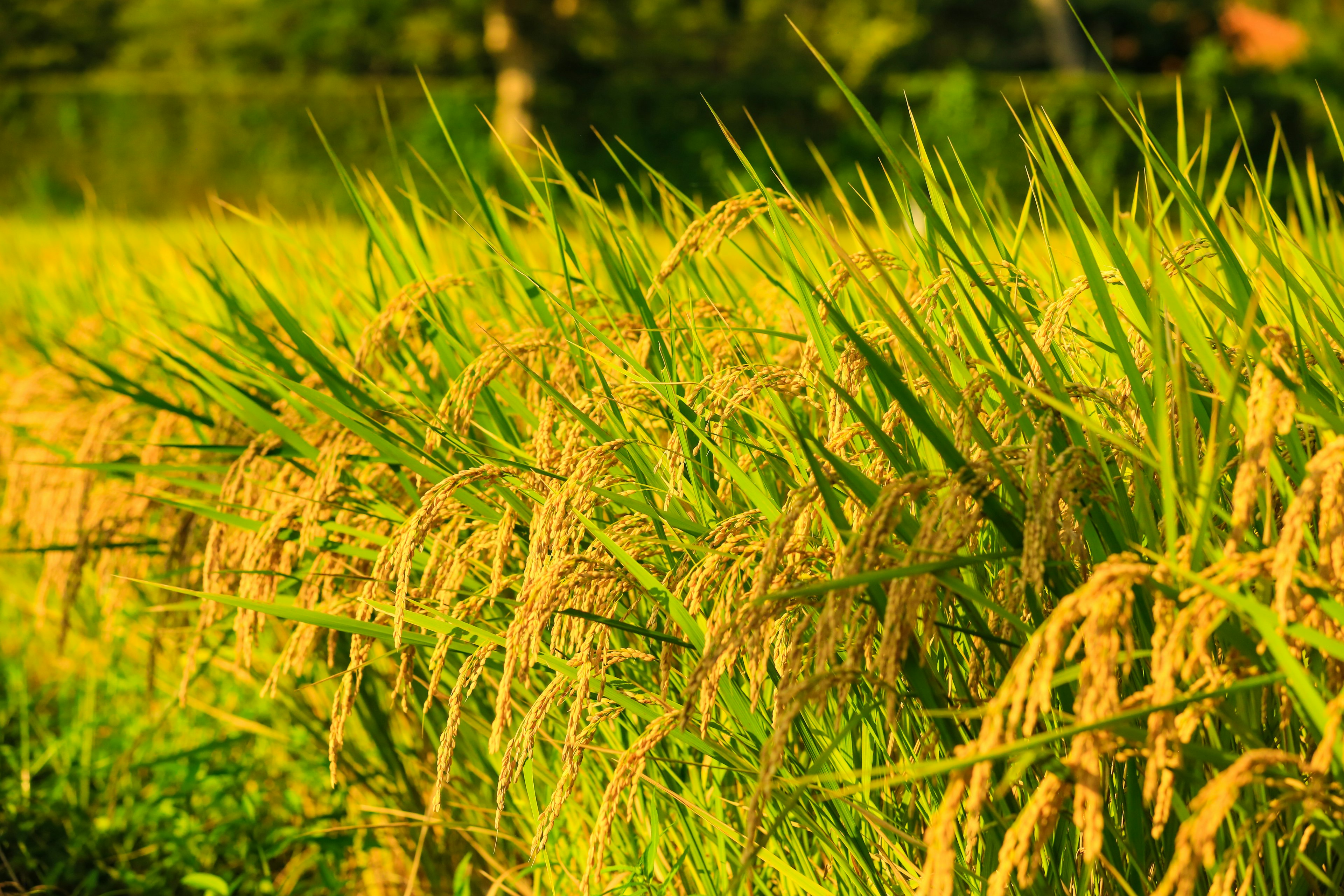 Granos de arroz dorados balanceándose en un campo de arroz verde