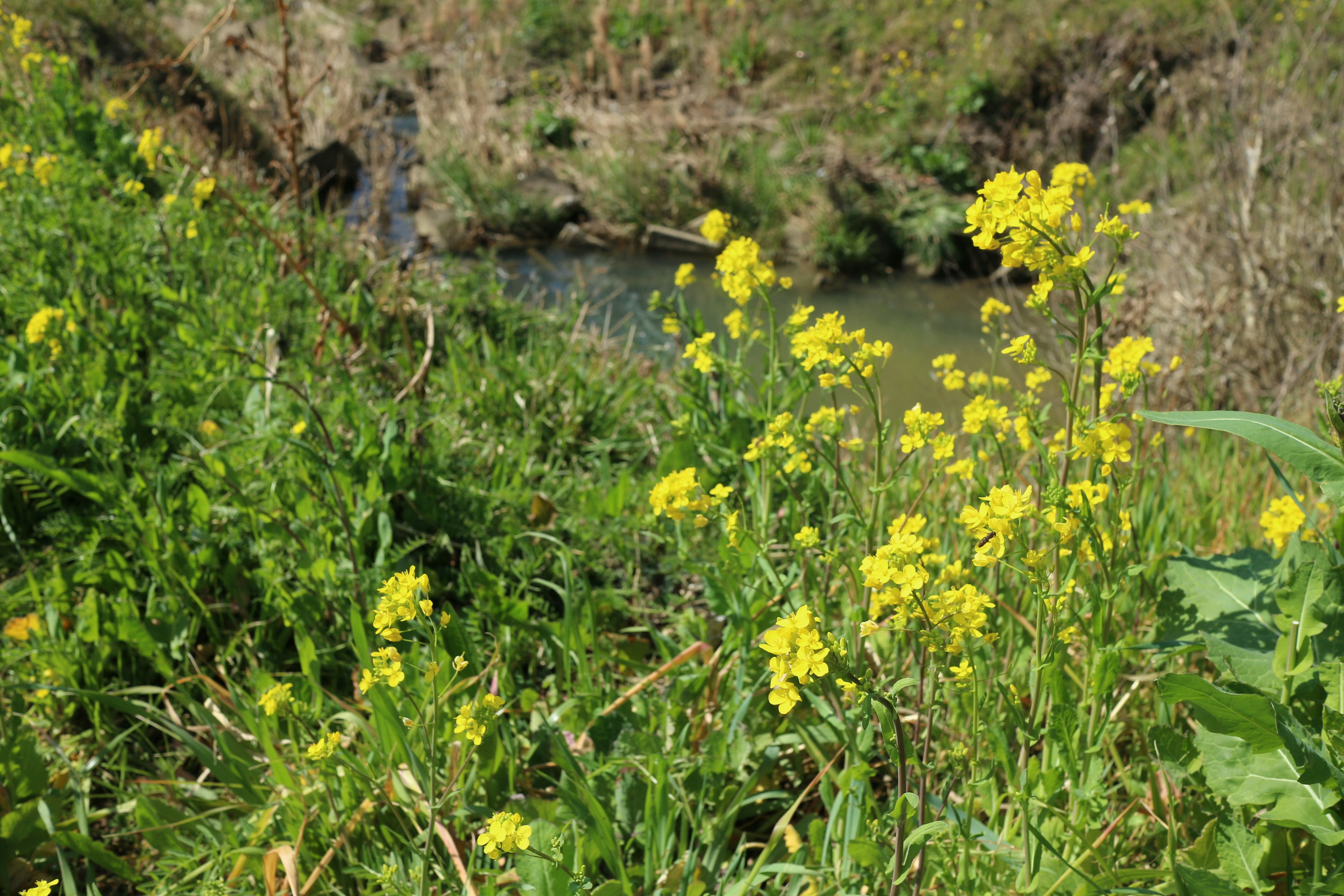 Bunga kuning mekar di dekat aliran dengan rumput hijau