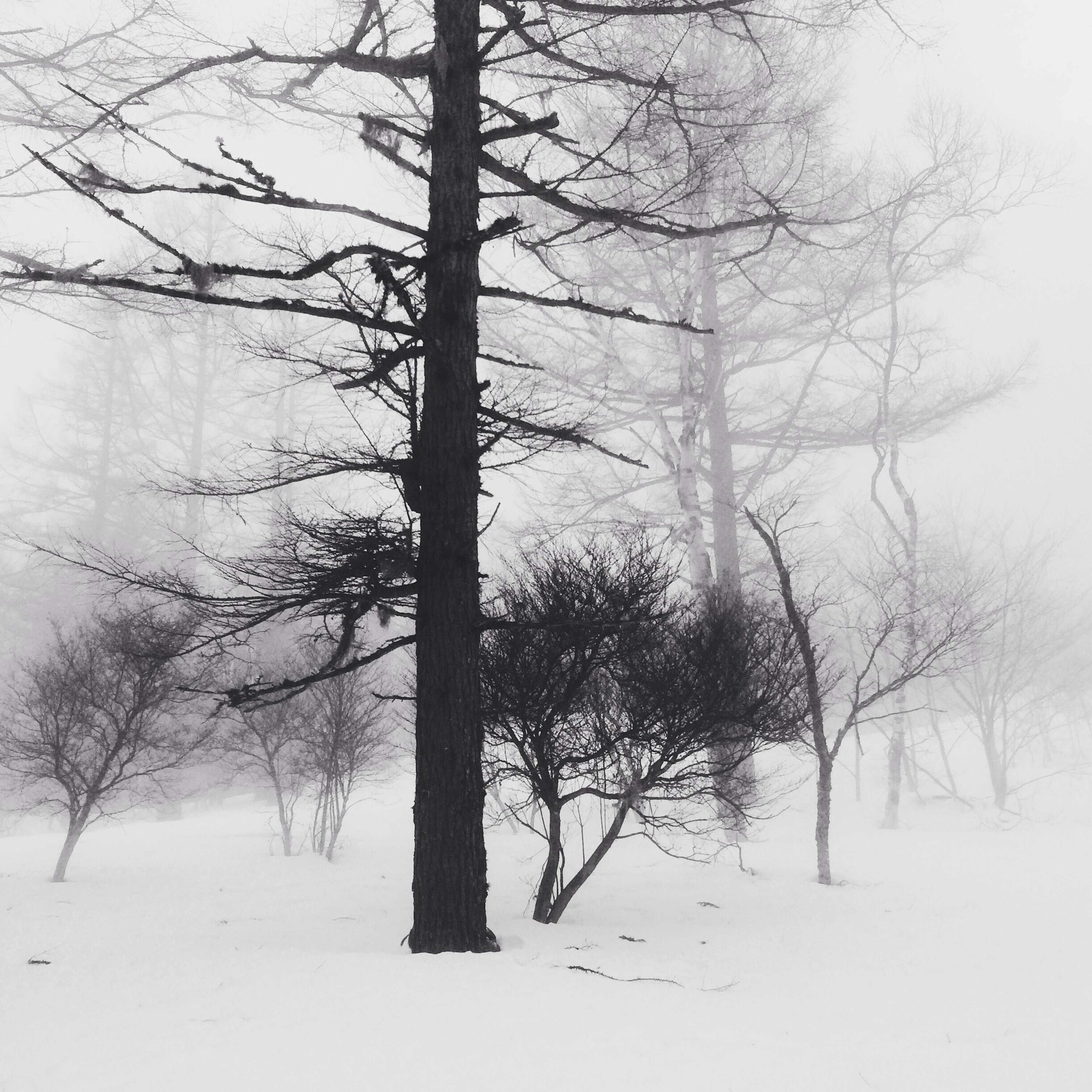 Alberi in una foresta innevata avvolti nella nebbia