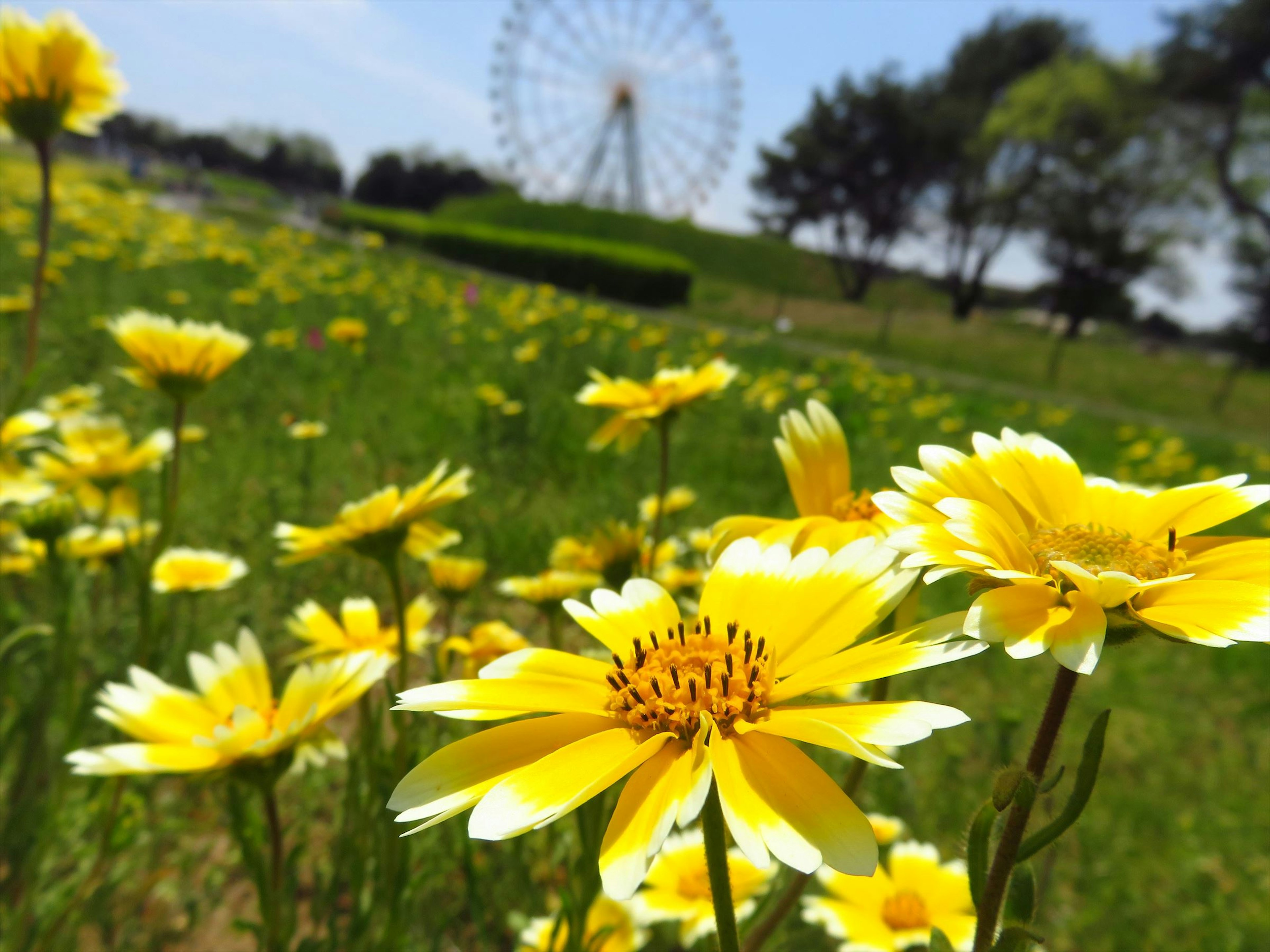 Feld mit gelben Blumen und einem Riesenrad im Hintergrund