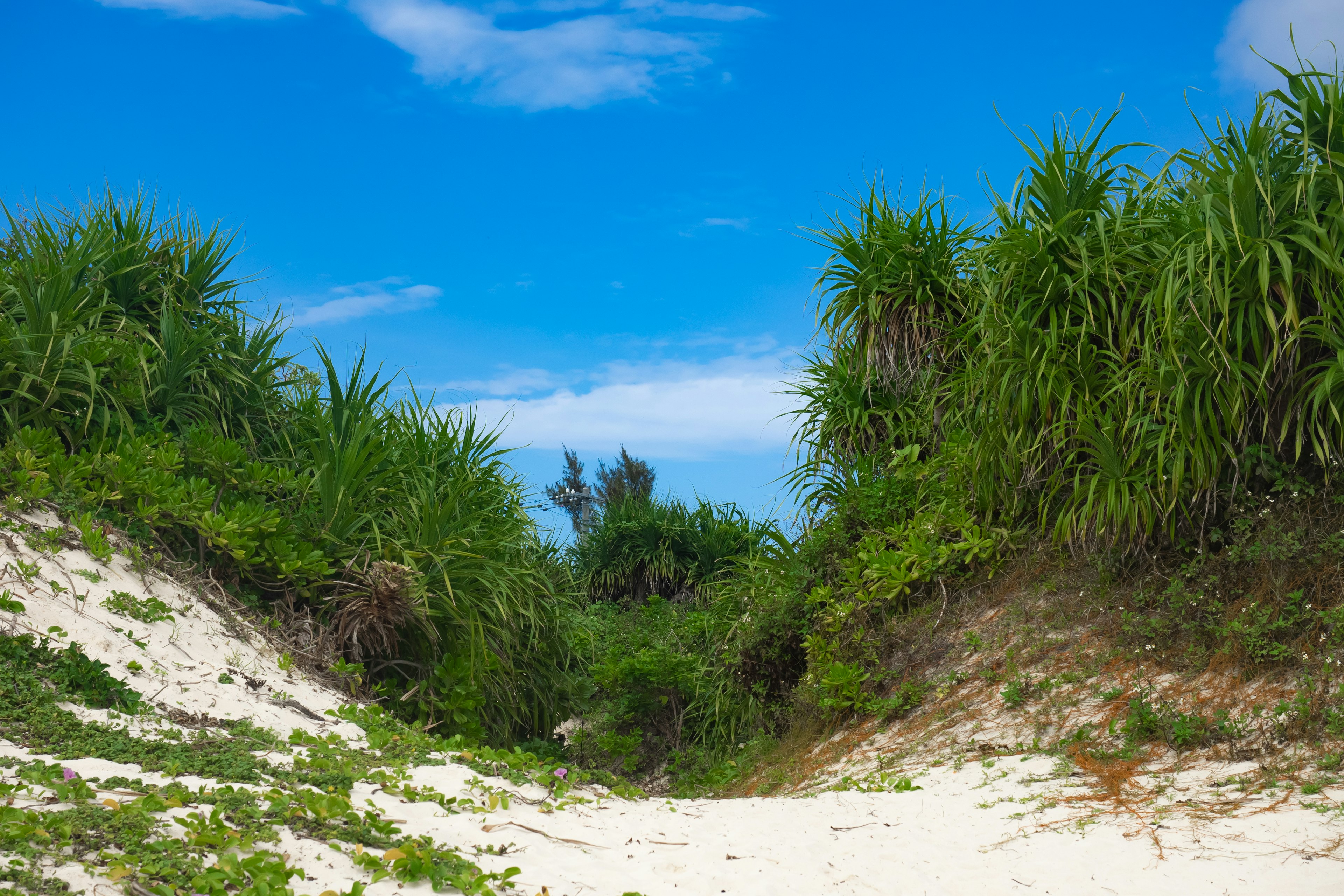 A sandy path surrounded by lush green vegetation under a blue sky