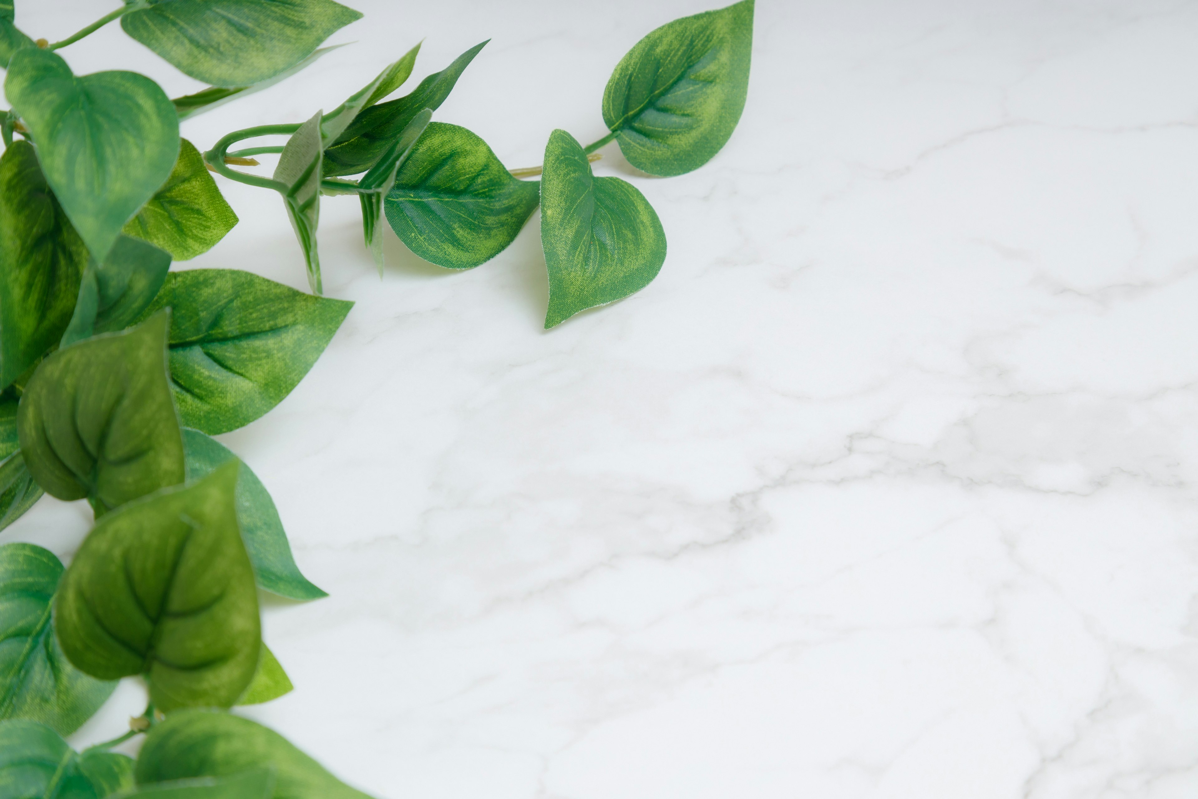 Green leaves on a white marble background