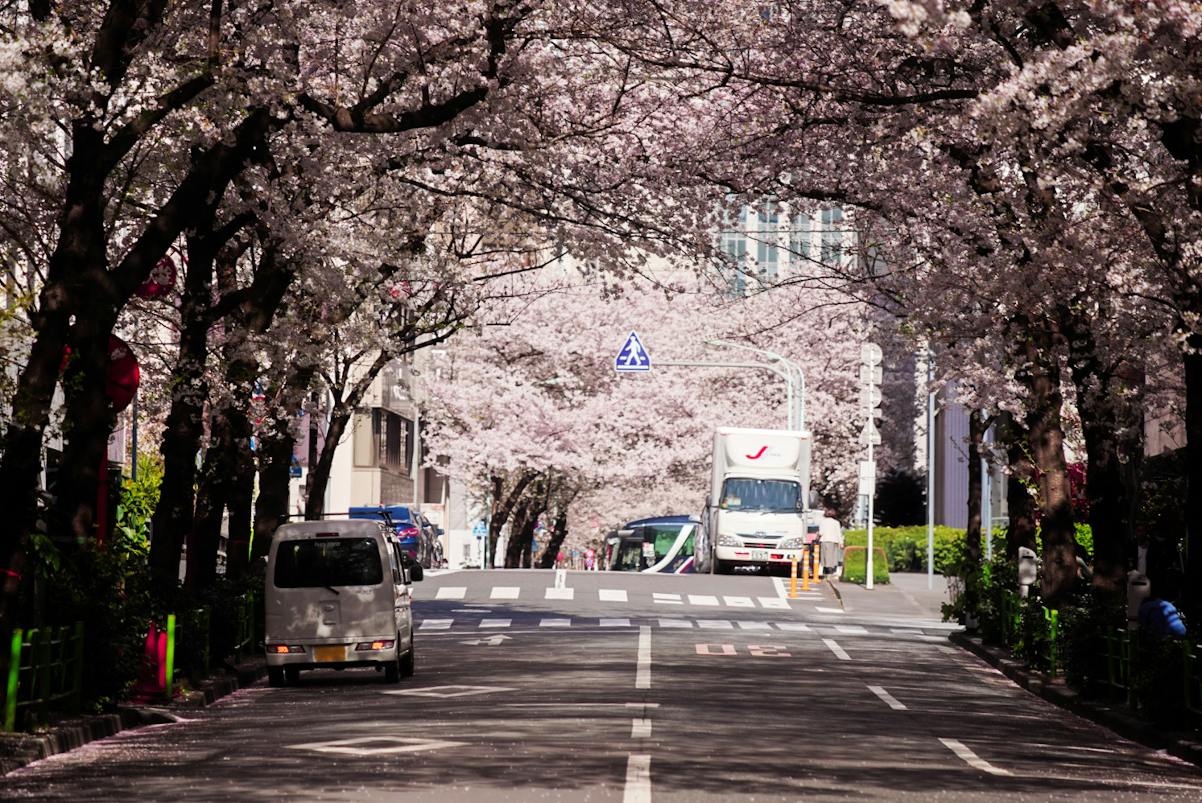 Straße umgeben von Kirschblütenbäumen, die im Frühling einen Tunneleffekt erzeugen