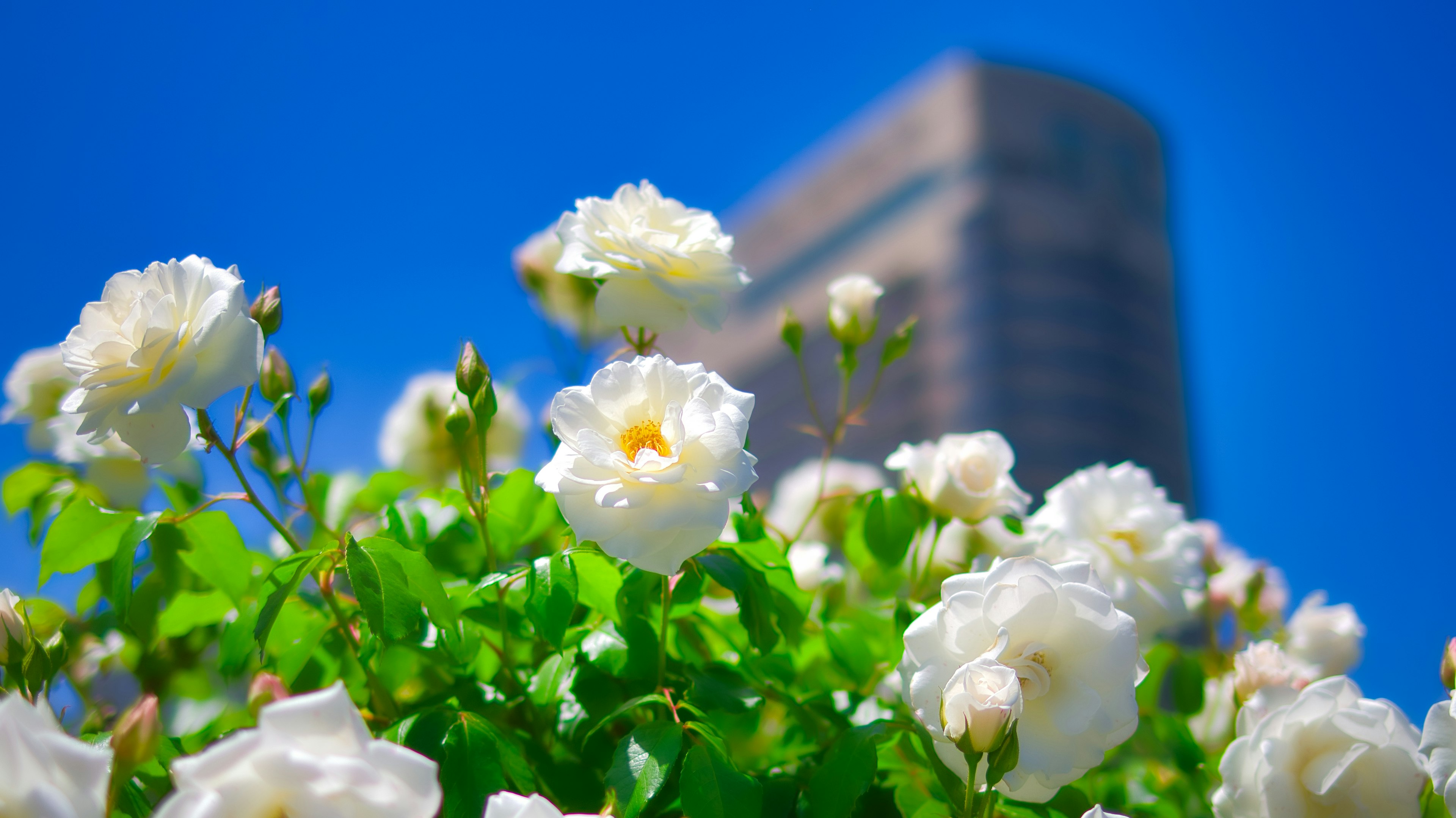 Rose bianche che fioriscono sotto un cielo blu chiaro con un grattacielo sullo sfondo