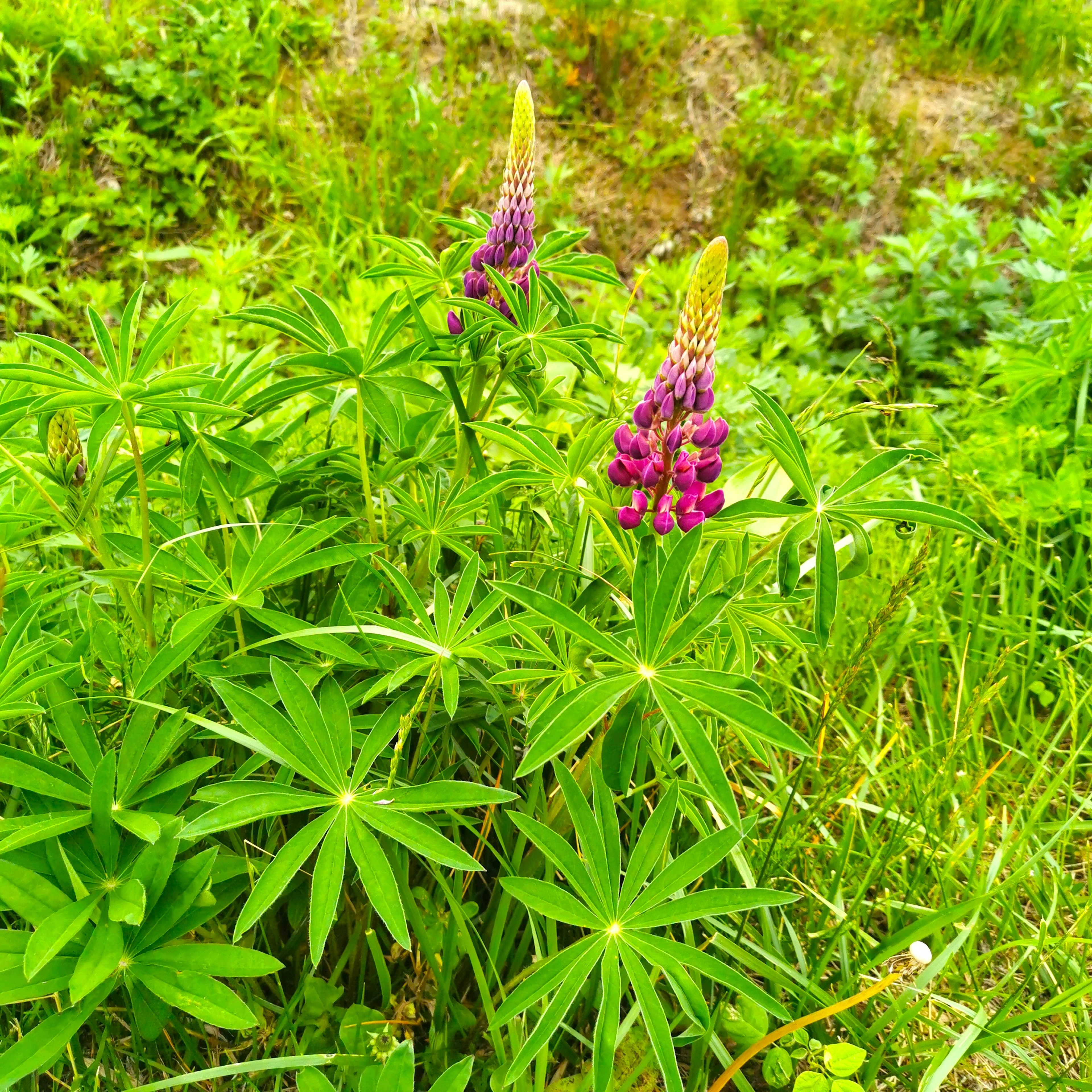 Lupinenpflanze mit lila Blüten umgeben von grünem Laub