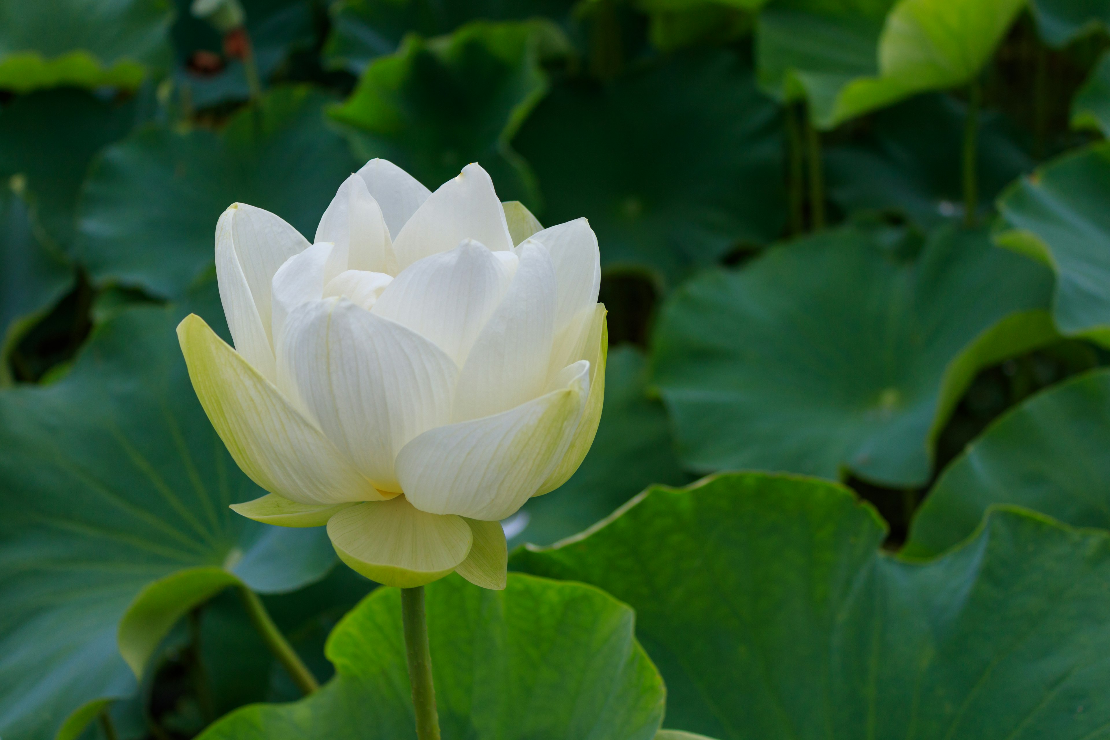 Fiore di loto bianco che sboccia tra foglie verdi