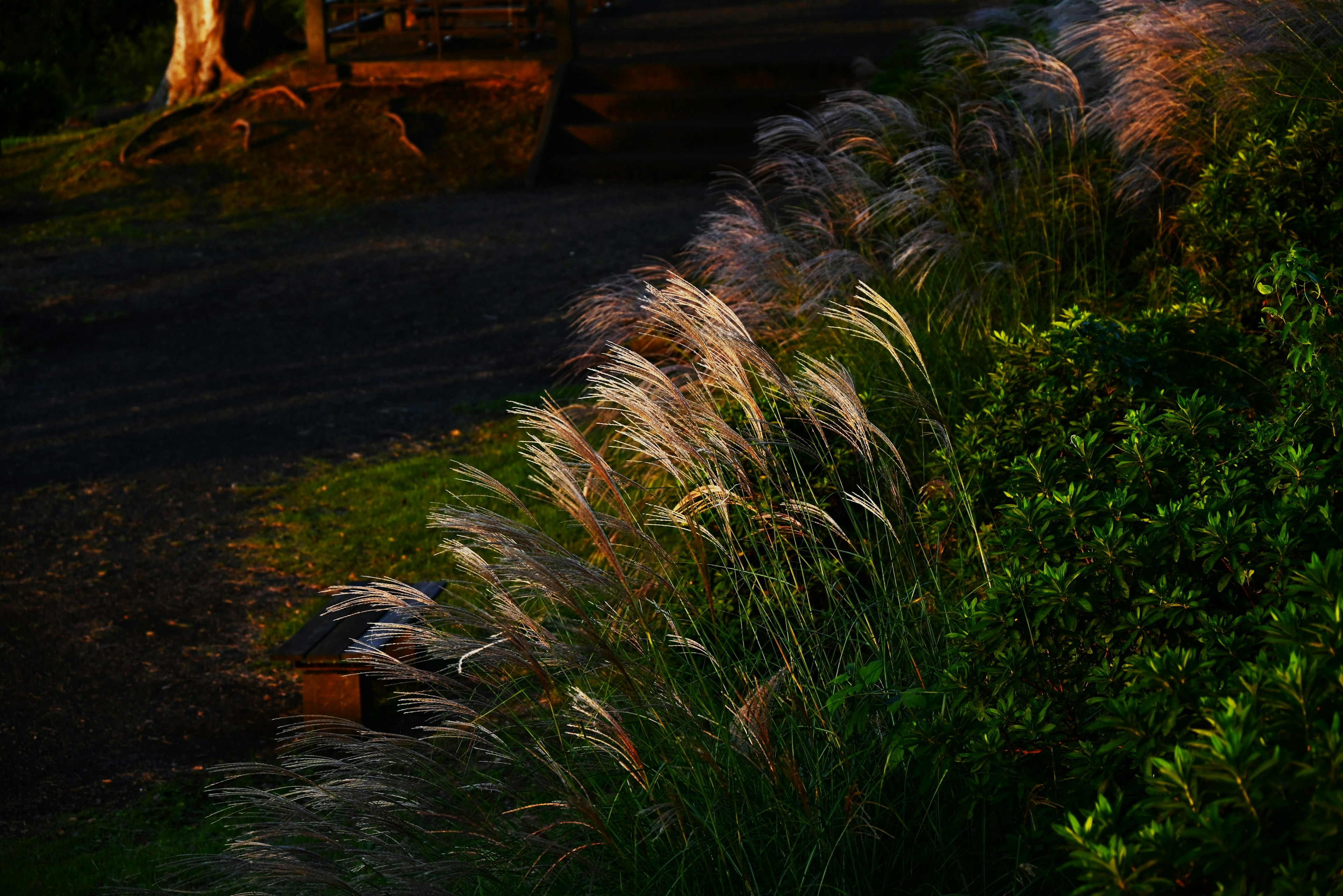 Erba di pampas illuminata dalla luce del tramonto