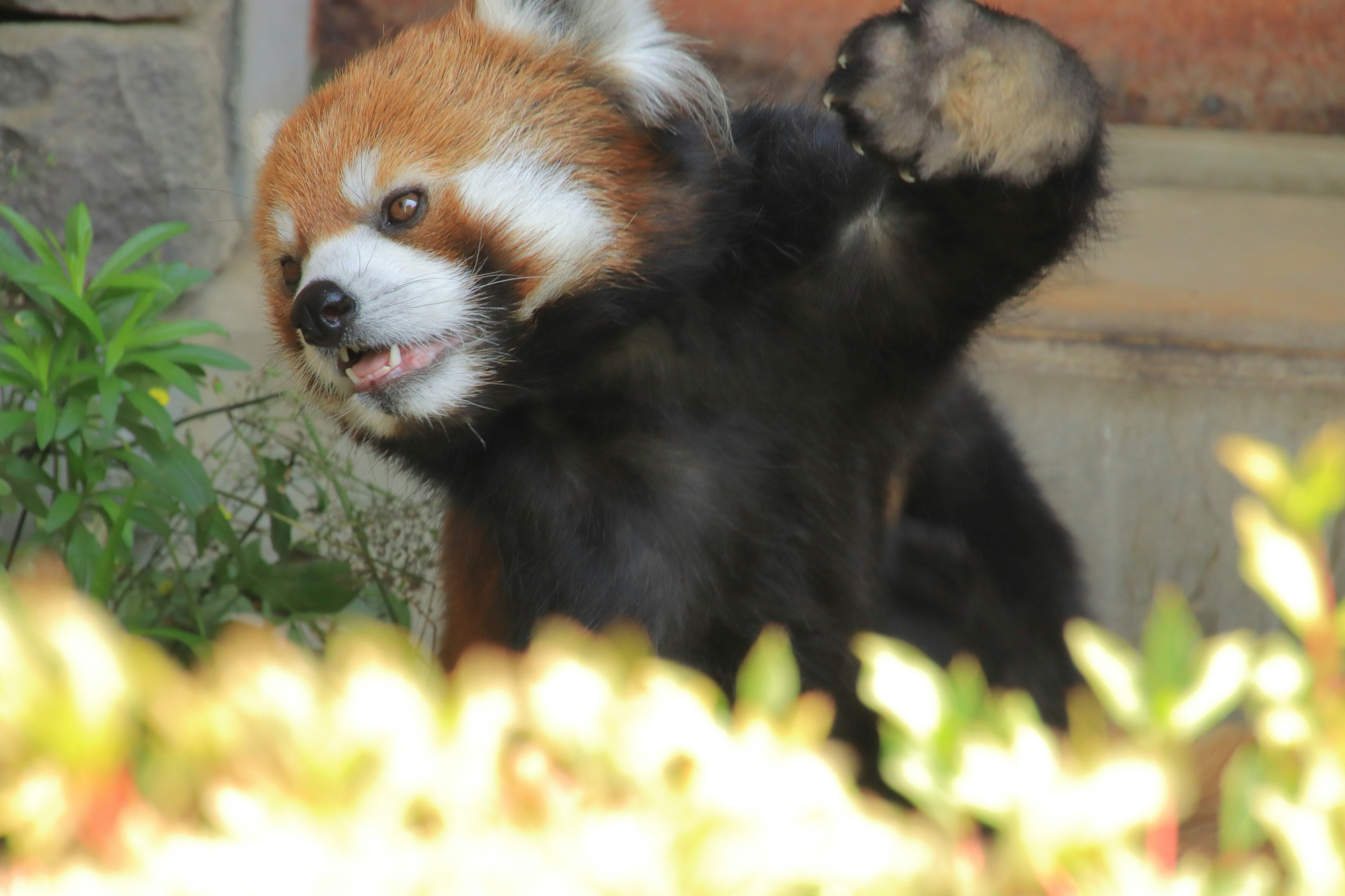 Red panda raising its paw with greenery in the background