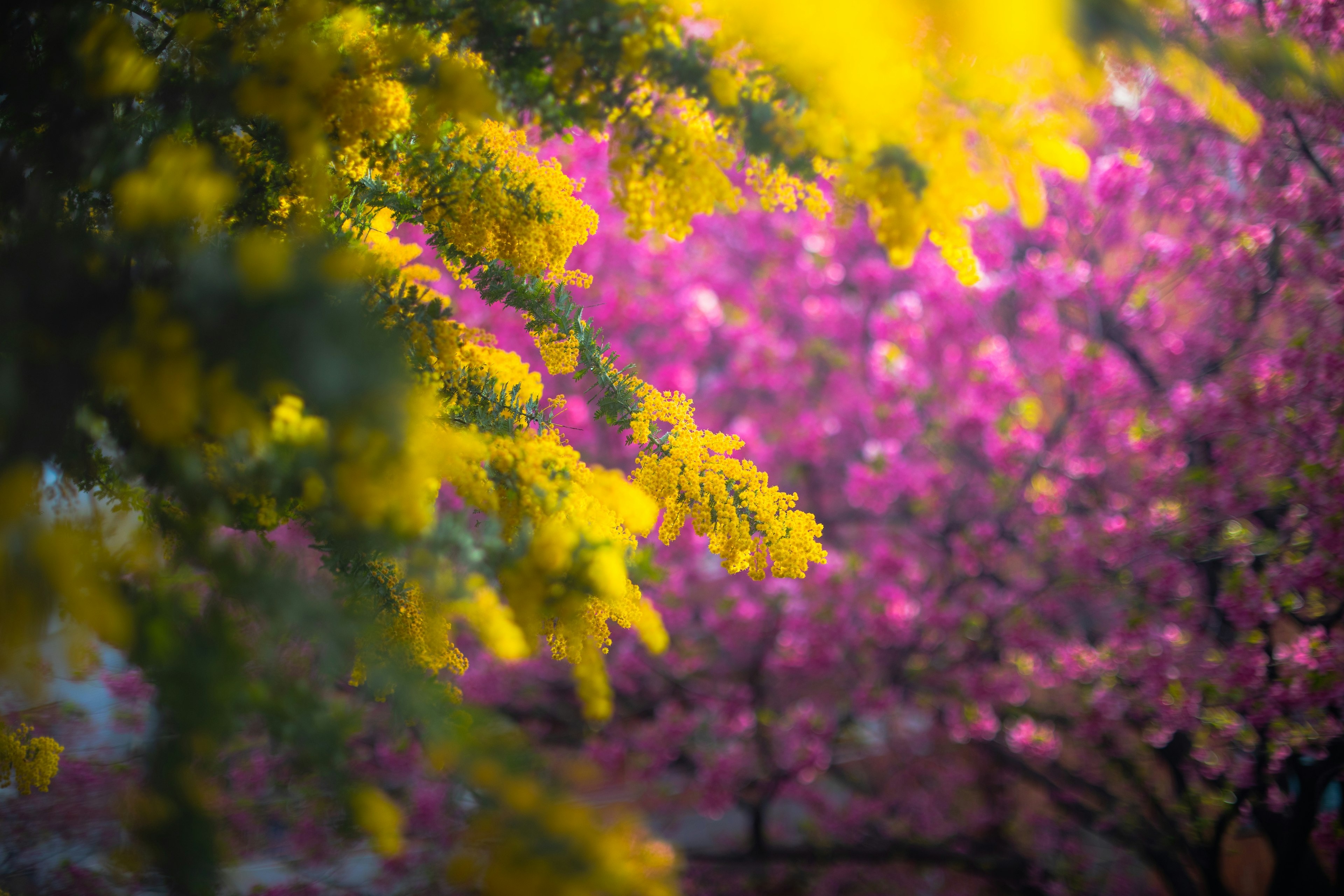 五彩繽紛的花卉場景 明亮的黃色和粉色花朵交織成生動的氛圍