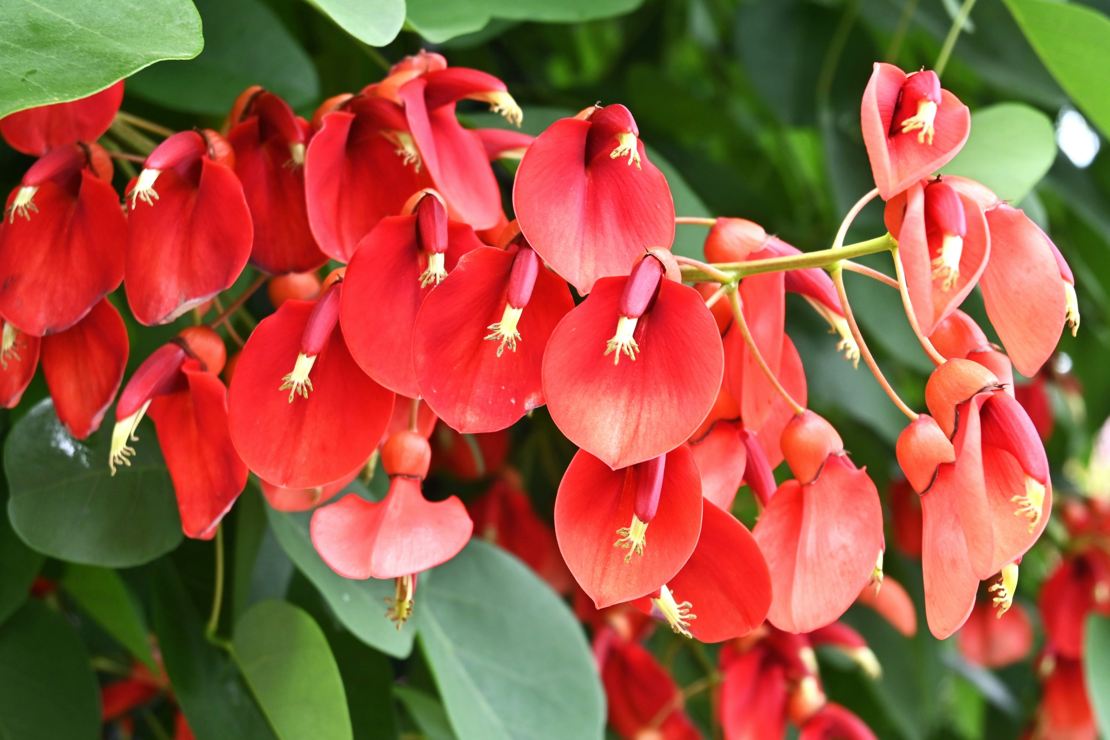 Primo piano di fiori rossi vivaci su una pianta verde