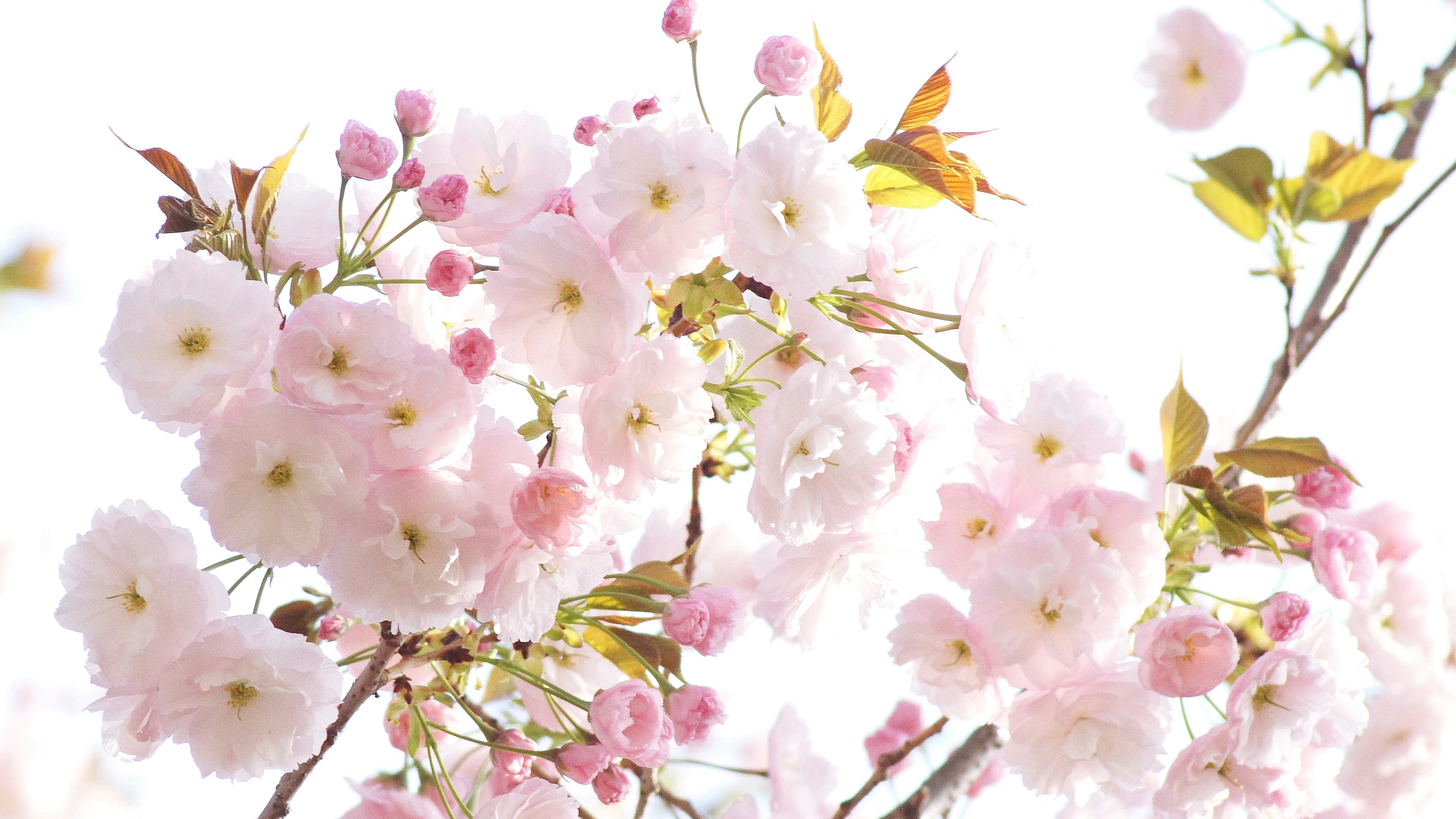 Acercamiento de hermosas flores de cerezo en una rama