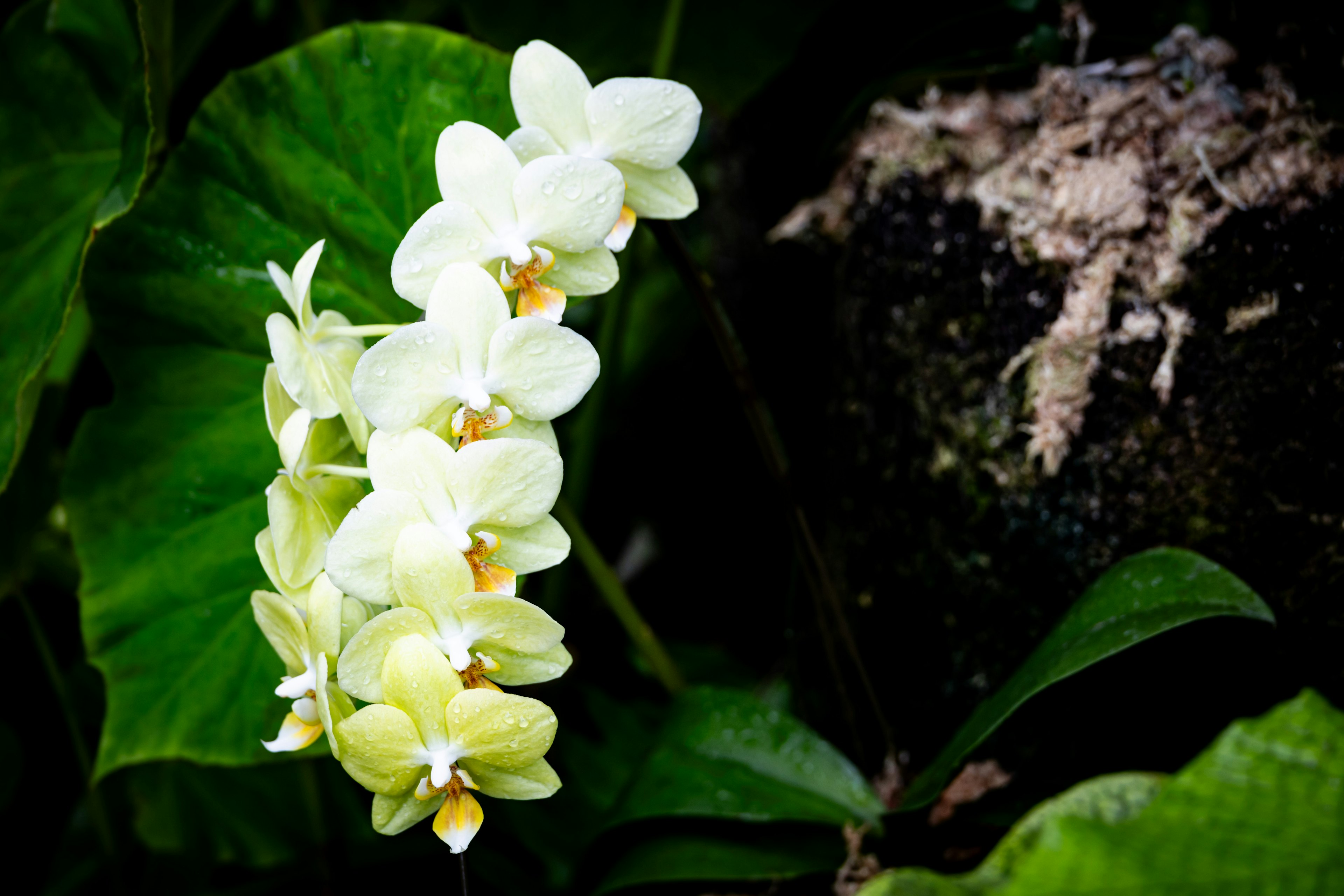 Ein Cluster von blassgelben Orchideenblüten, die zwischen grünen Blättern blühen