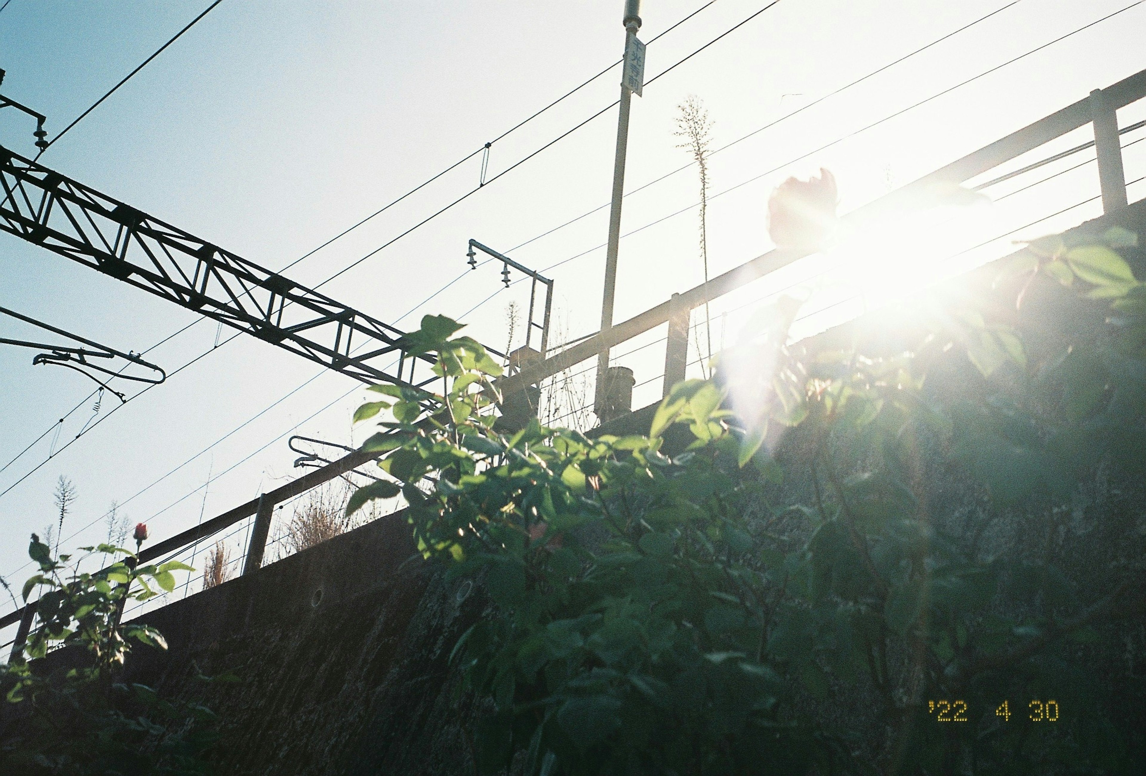 Pflanzen wachsen in der Nähe von Bahngleisen mit Sonnenlicht im Hintergrund