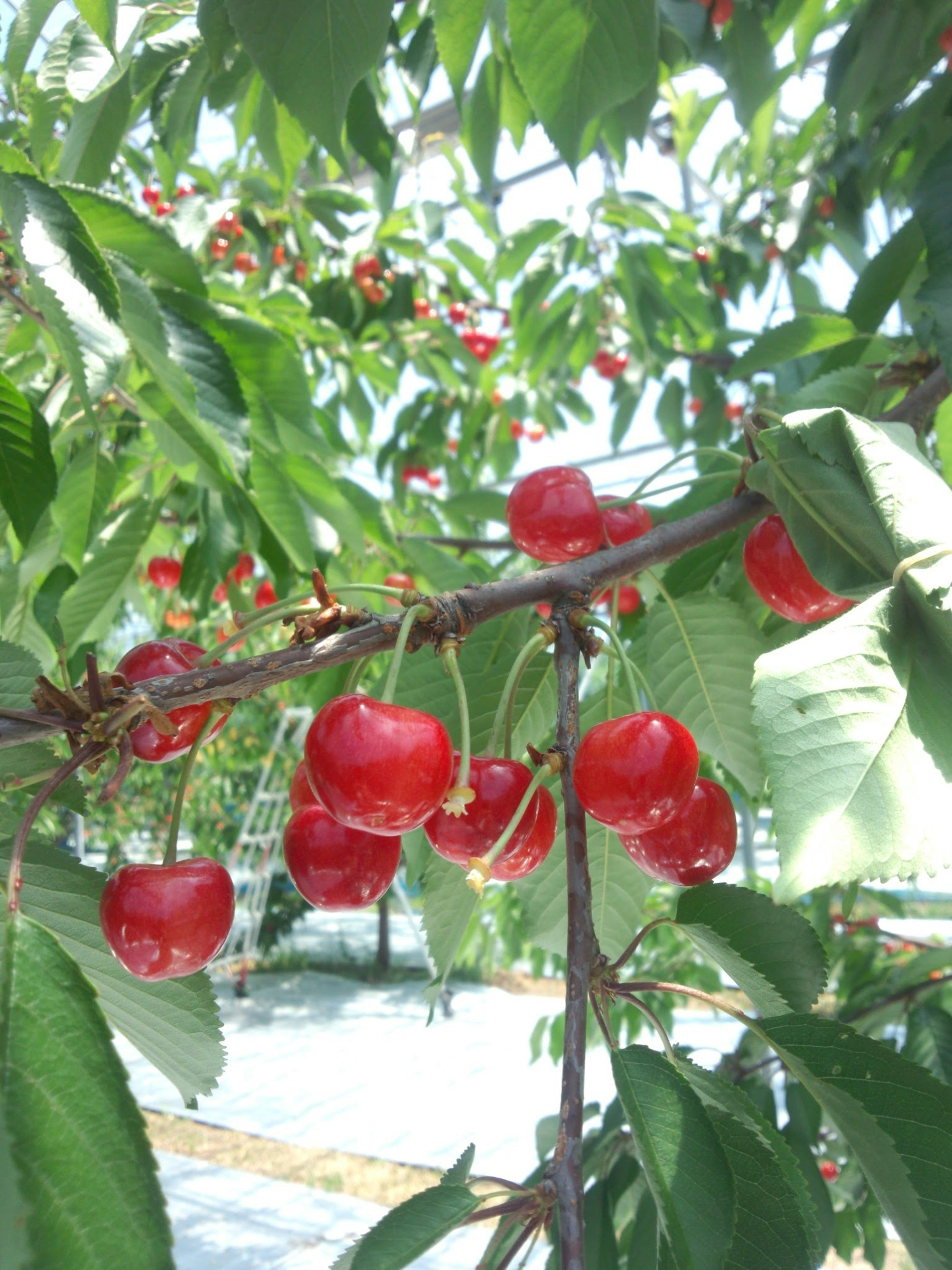 Cerezas rojas vibrantes rodeadas de hojas verdes