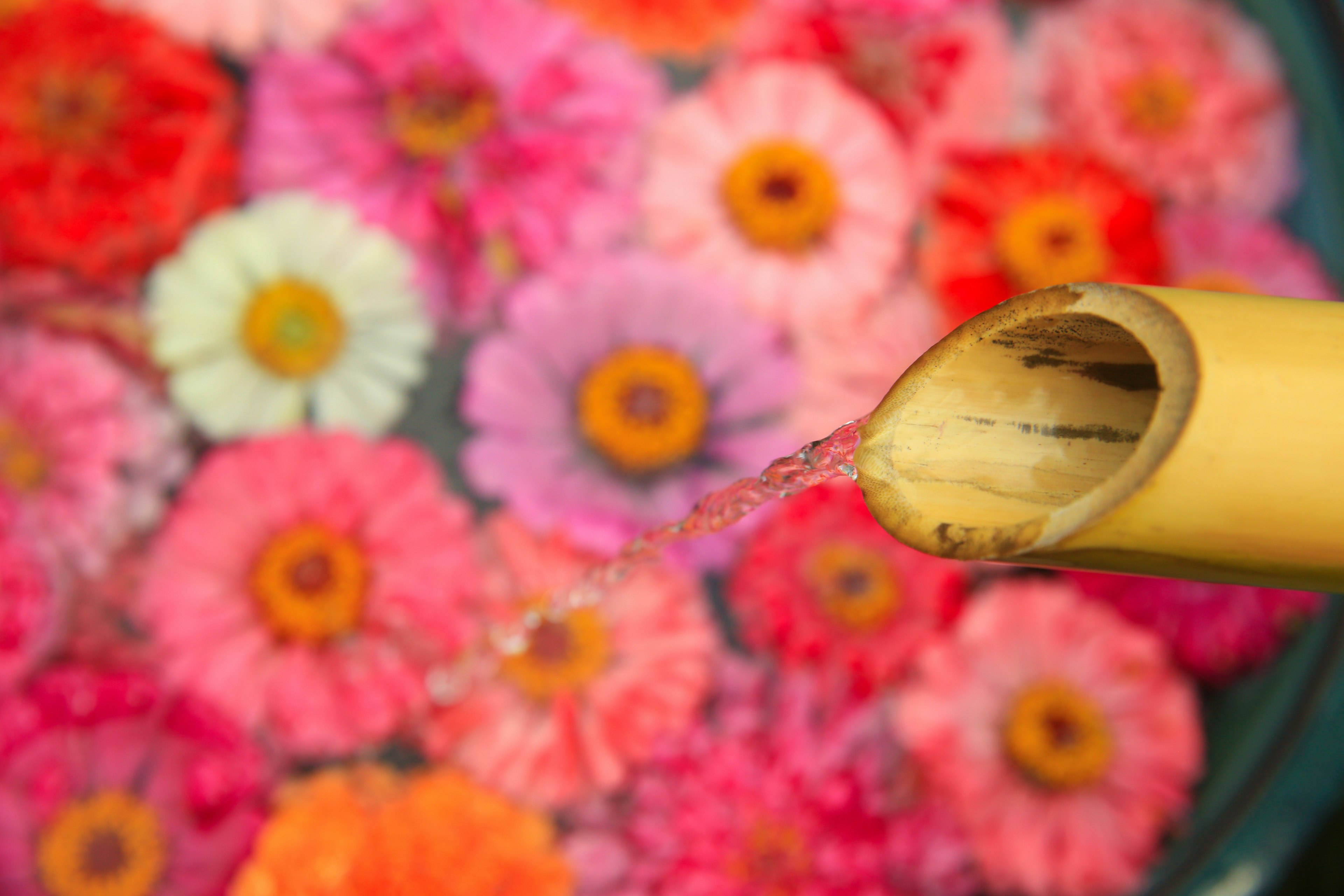 Acqua che scorre da un tubo di bambù su fiori galleggianti colorati