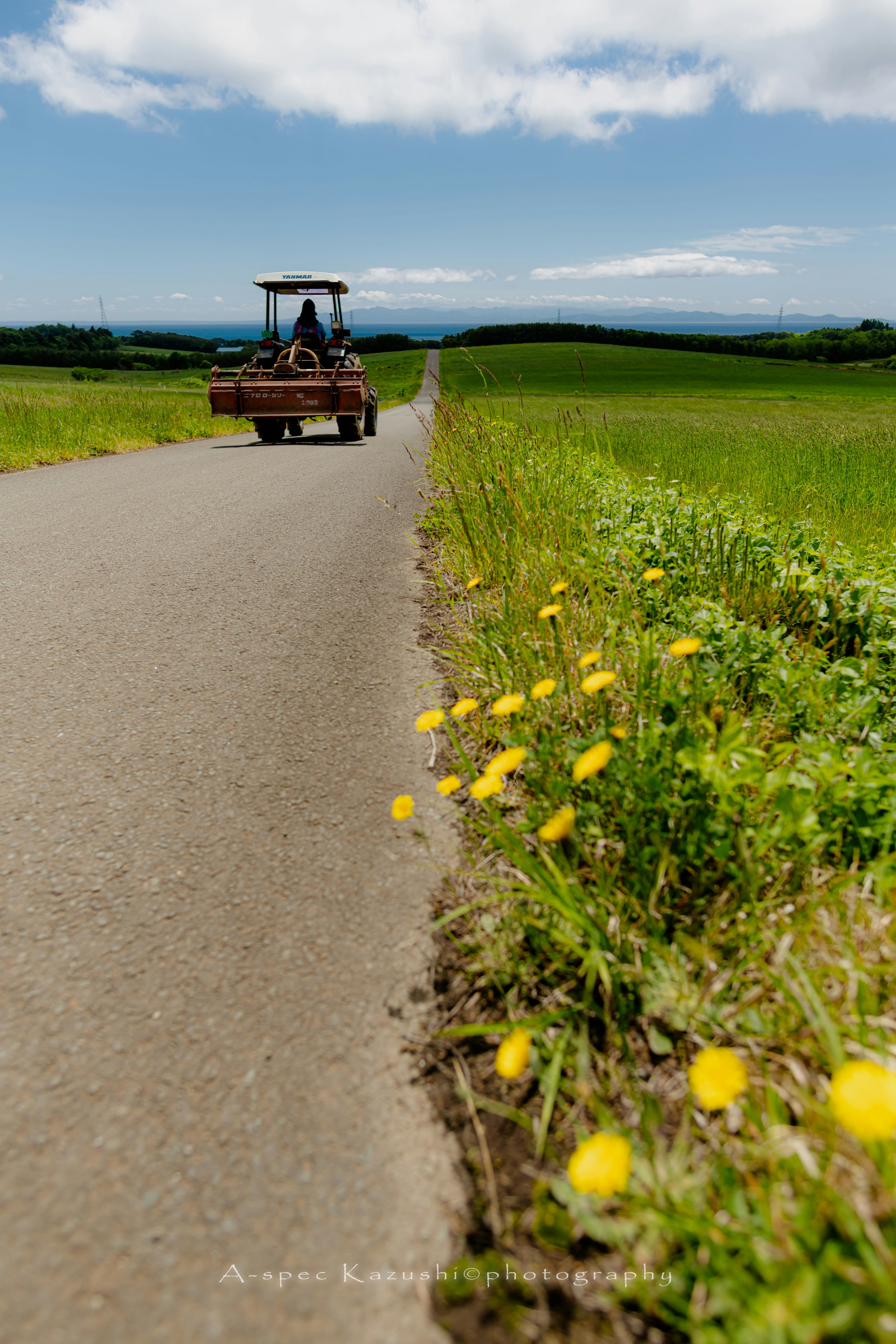 緑の風景に沿った舗装道路と黄色いタンポポの花が咲いている