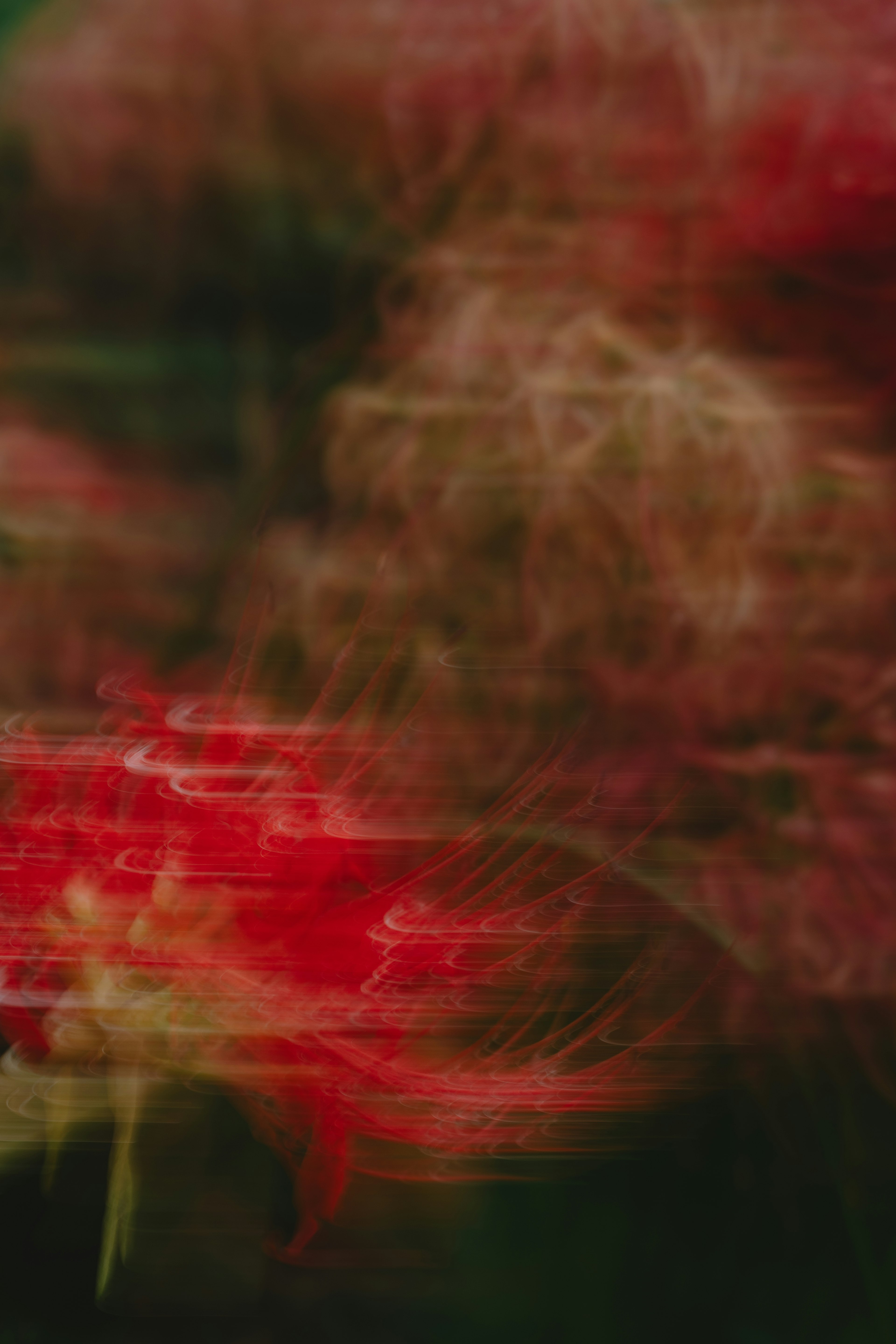 Abstract image of red flowers with a blurred background