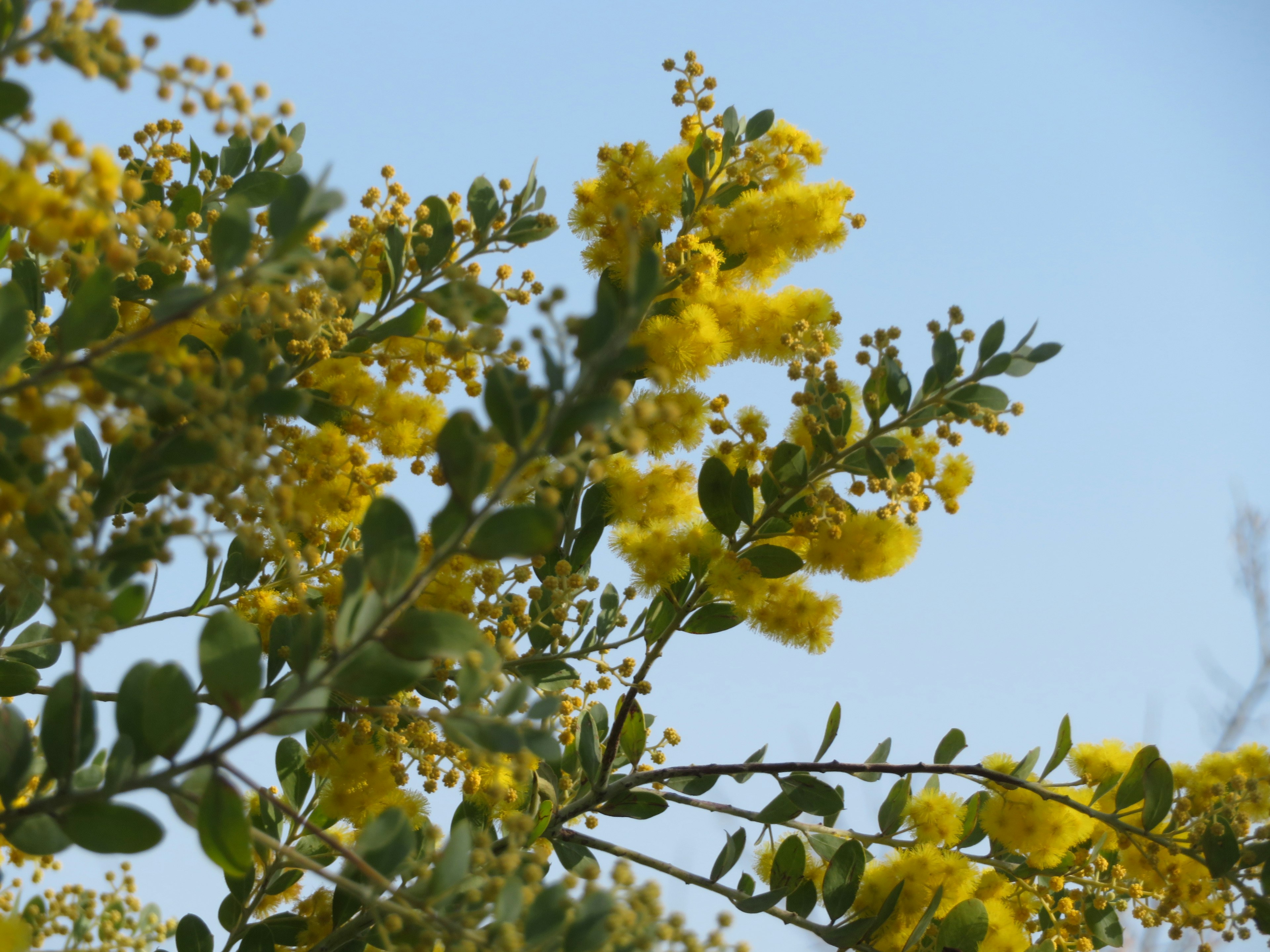 Zweig eines Baumes mit gelben Blumen vor blauem Himmel