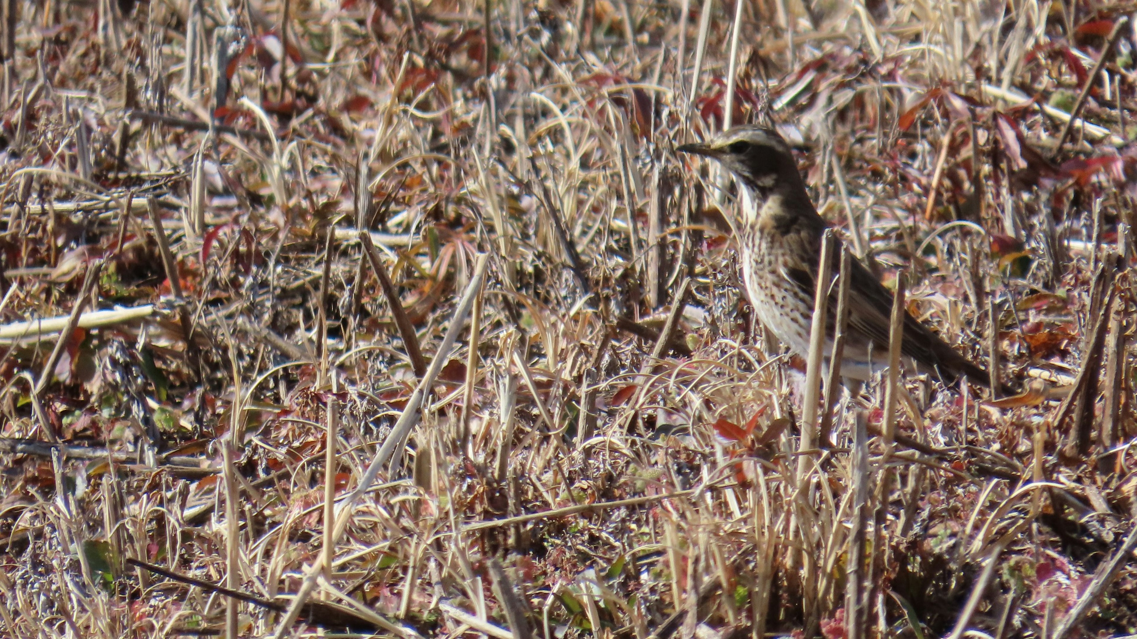 Bild eines kleinen Vogels in einem grasbewachsenen Bereich umgeben von trockenen Pflanzen