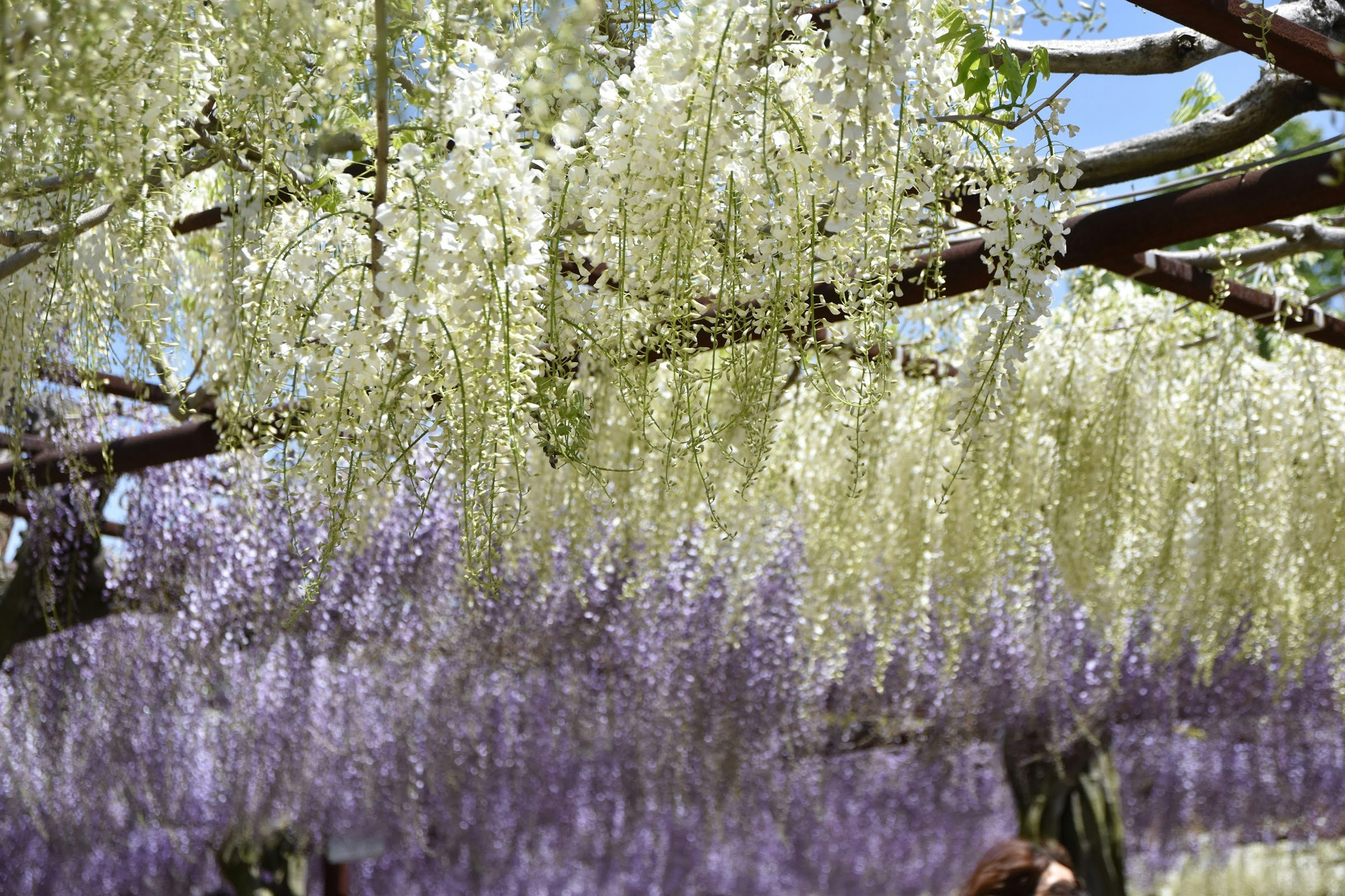 紫と白の藤の花が咲く美しい風景