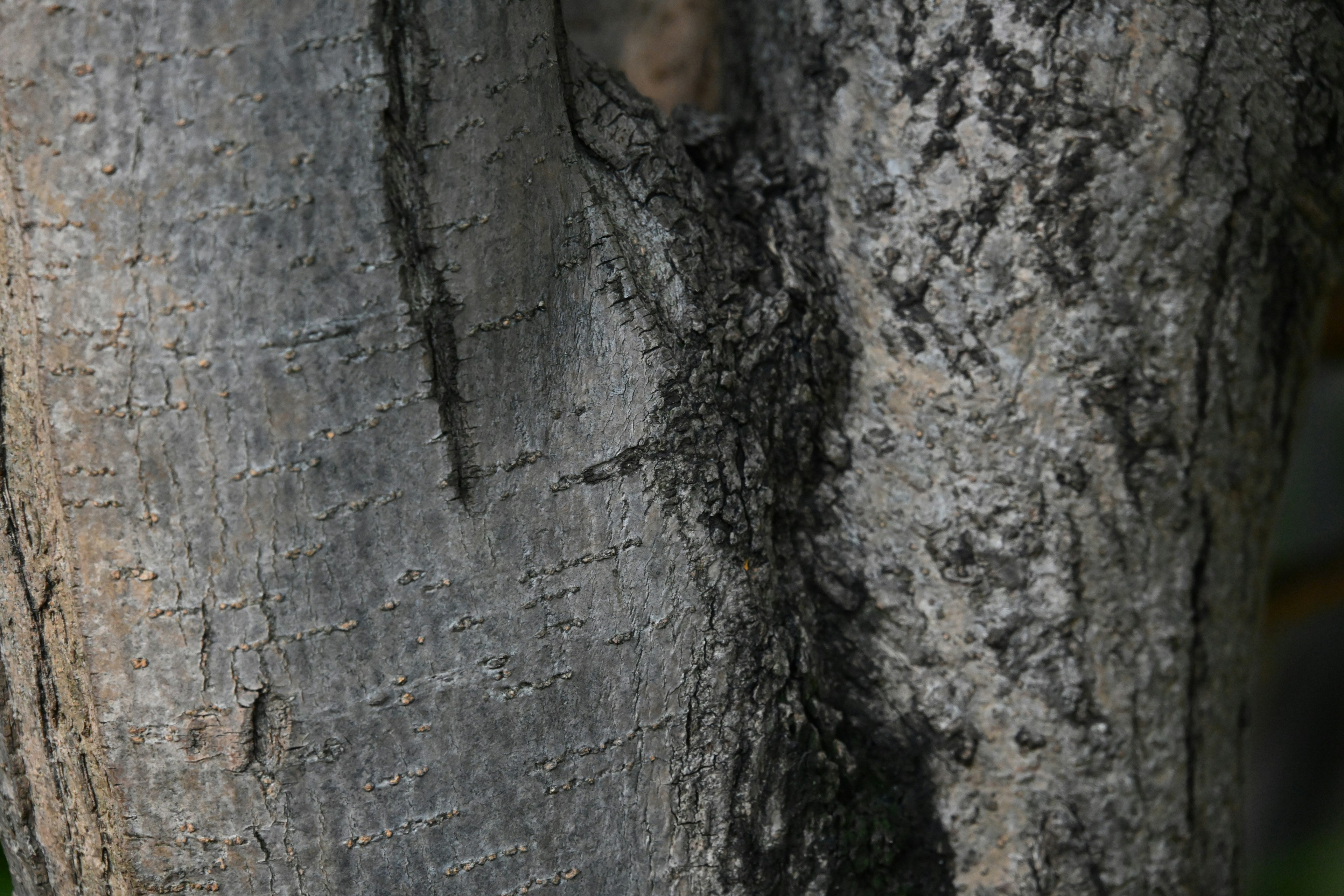 Texture e motivi dettagliati di un tronco d'albero