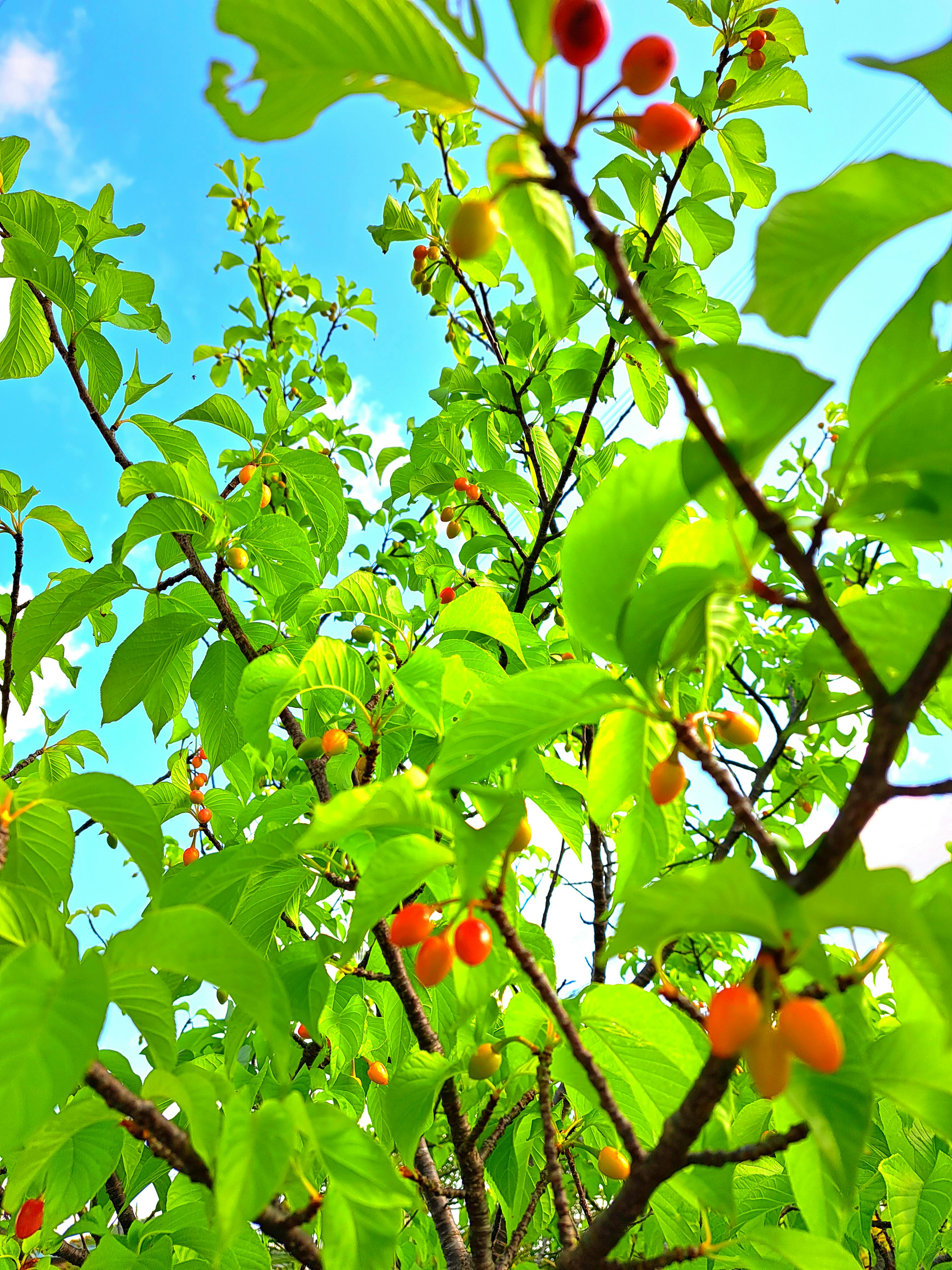 Close-up of a tree branch with vibrant green leaves and red fruits