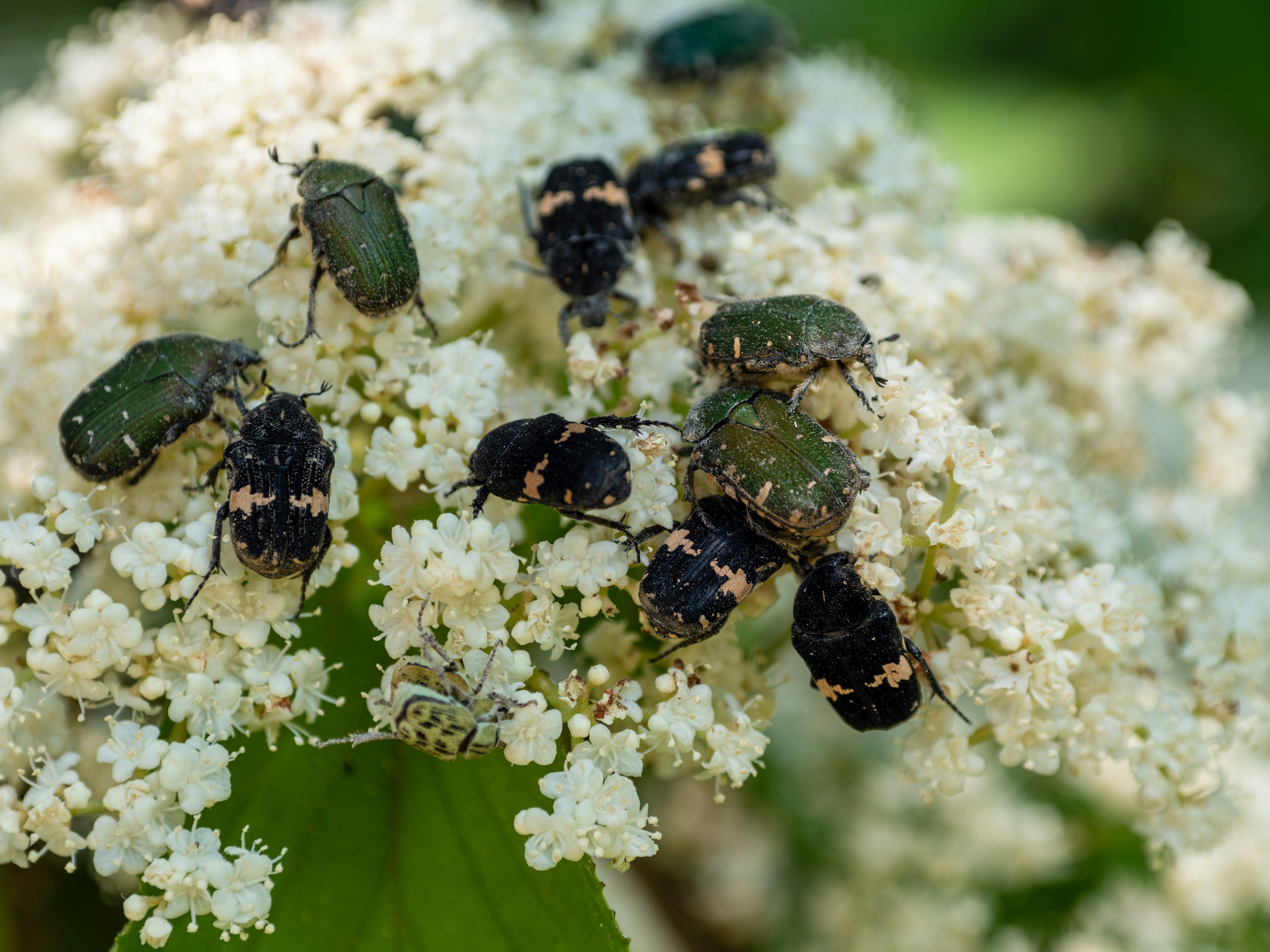 Divers coléoptères sur un groupe de fleurs blanches