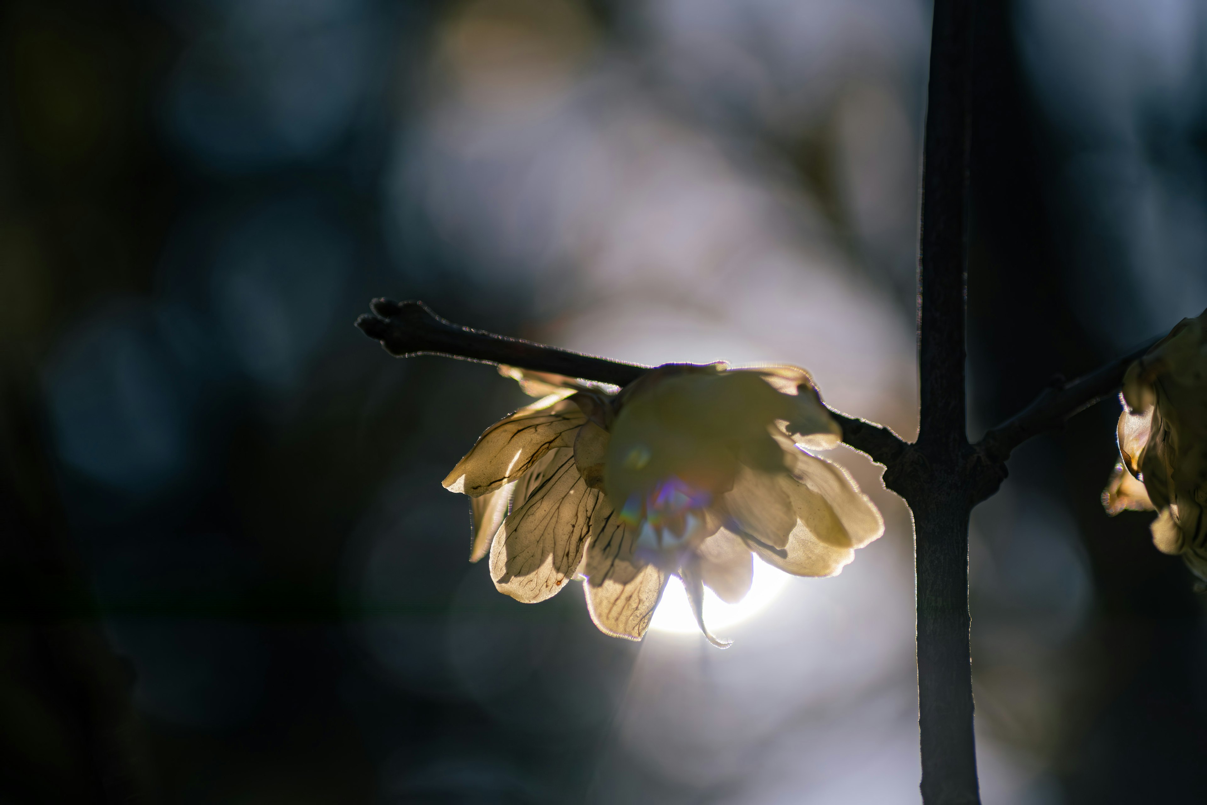 逆光で輝く花のつぼみと枝のシルエット