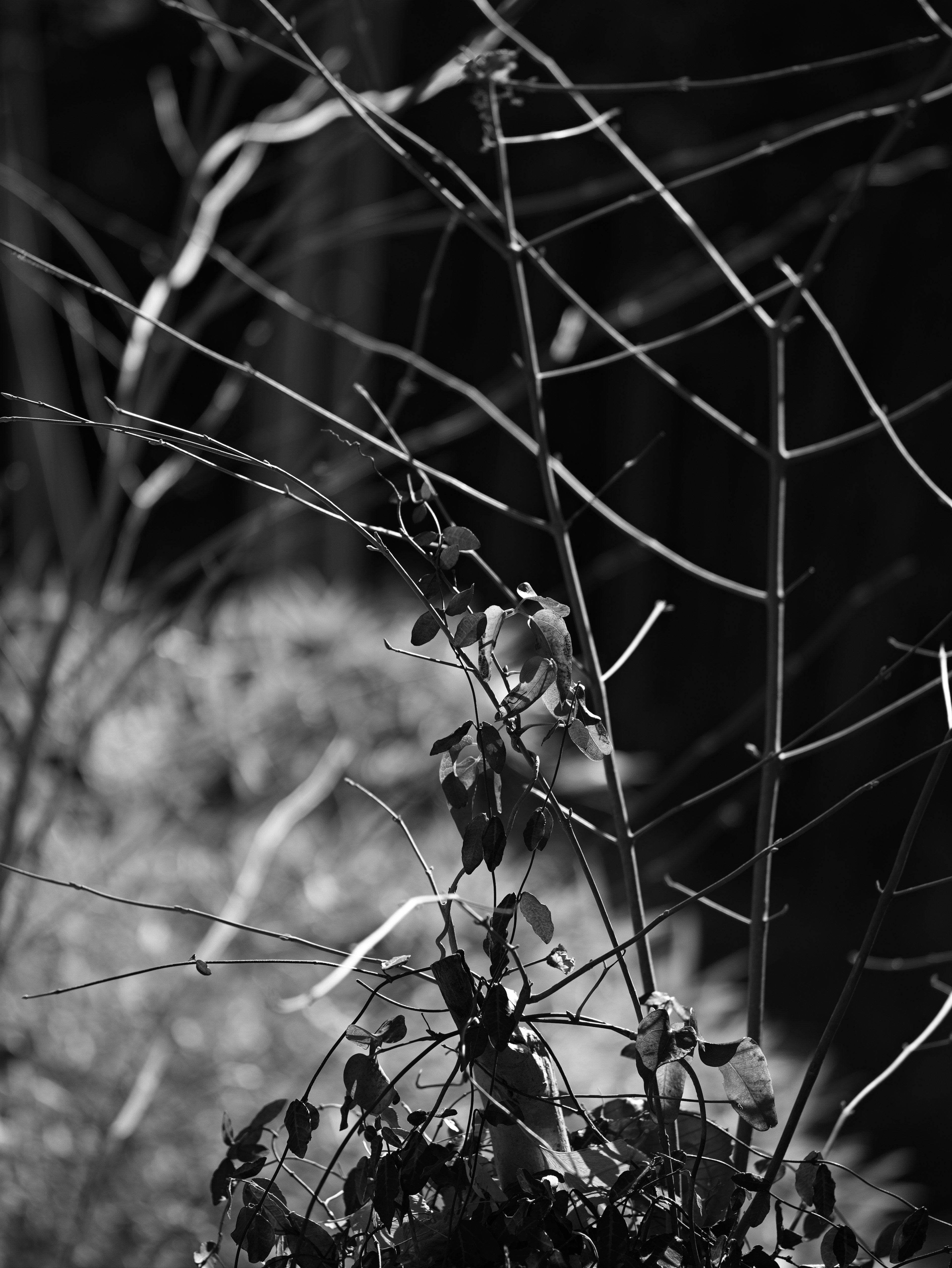 Black and white nature scene featuring intertwining thin branches and leaves