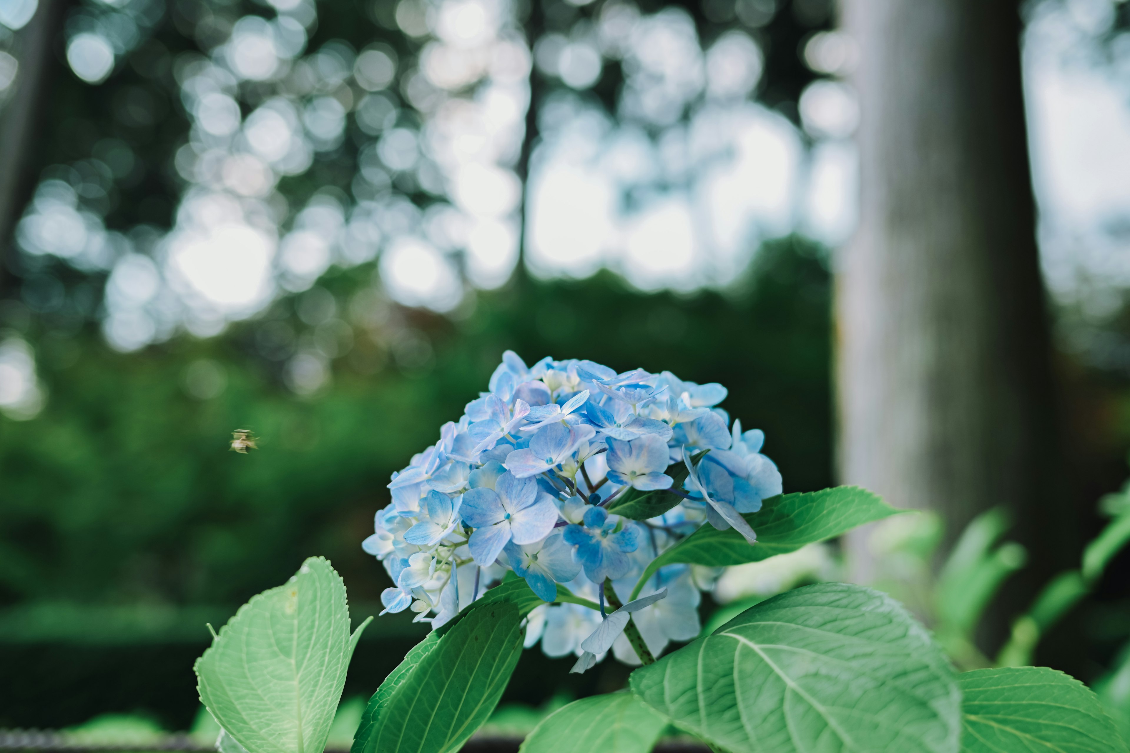 Close-up of blue hydrangea flower with green leaves in a garden