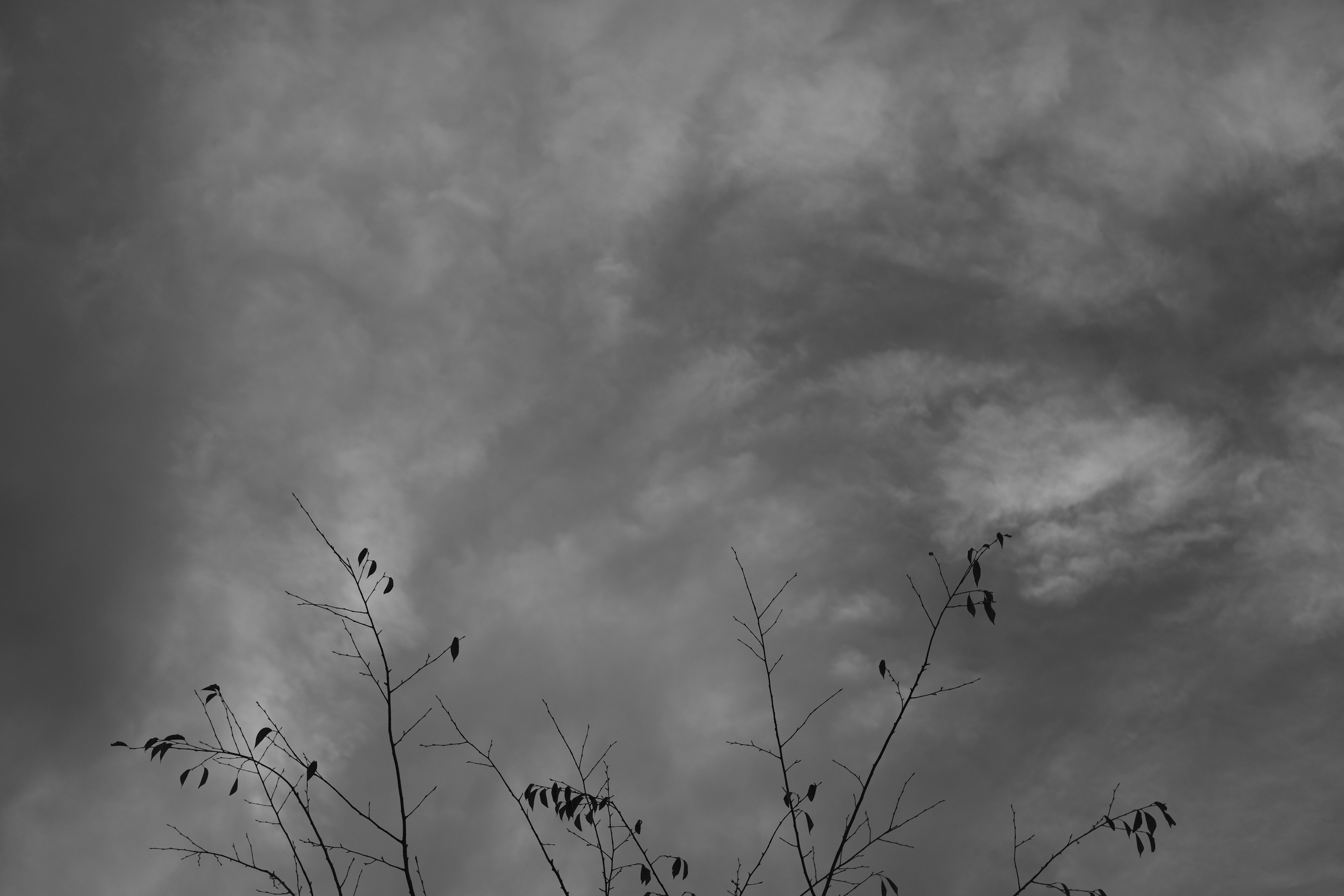 Silhouette of plants against a black and white sky