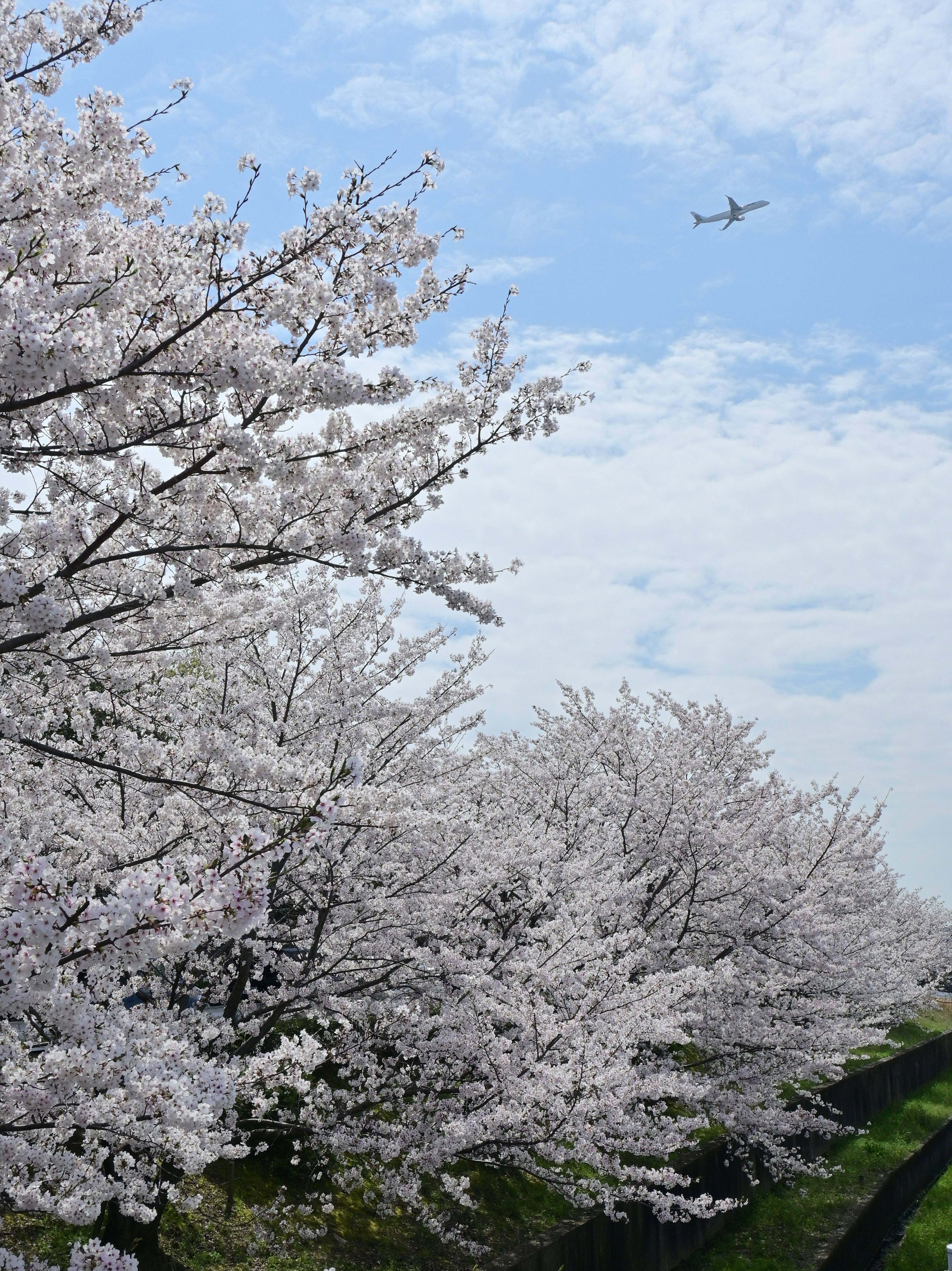 Blühende Kirschbäume mit einem Flugzeug am Himmel