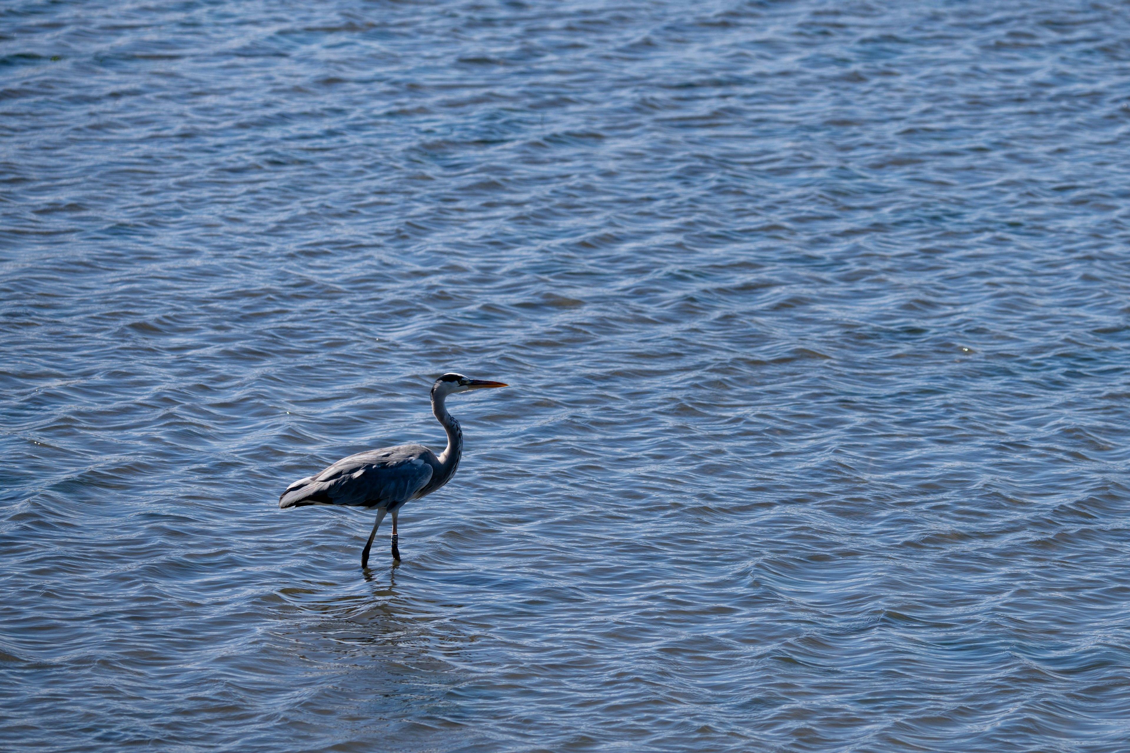 Un airone in piedi sull'acqua blu