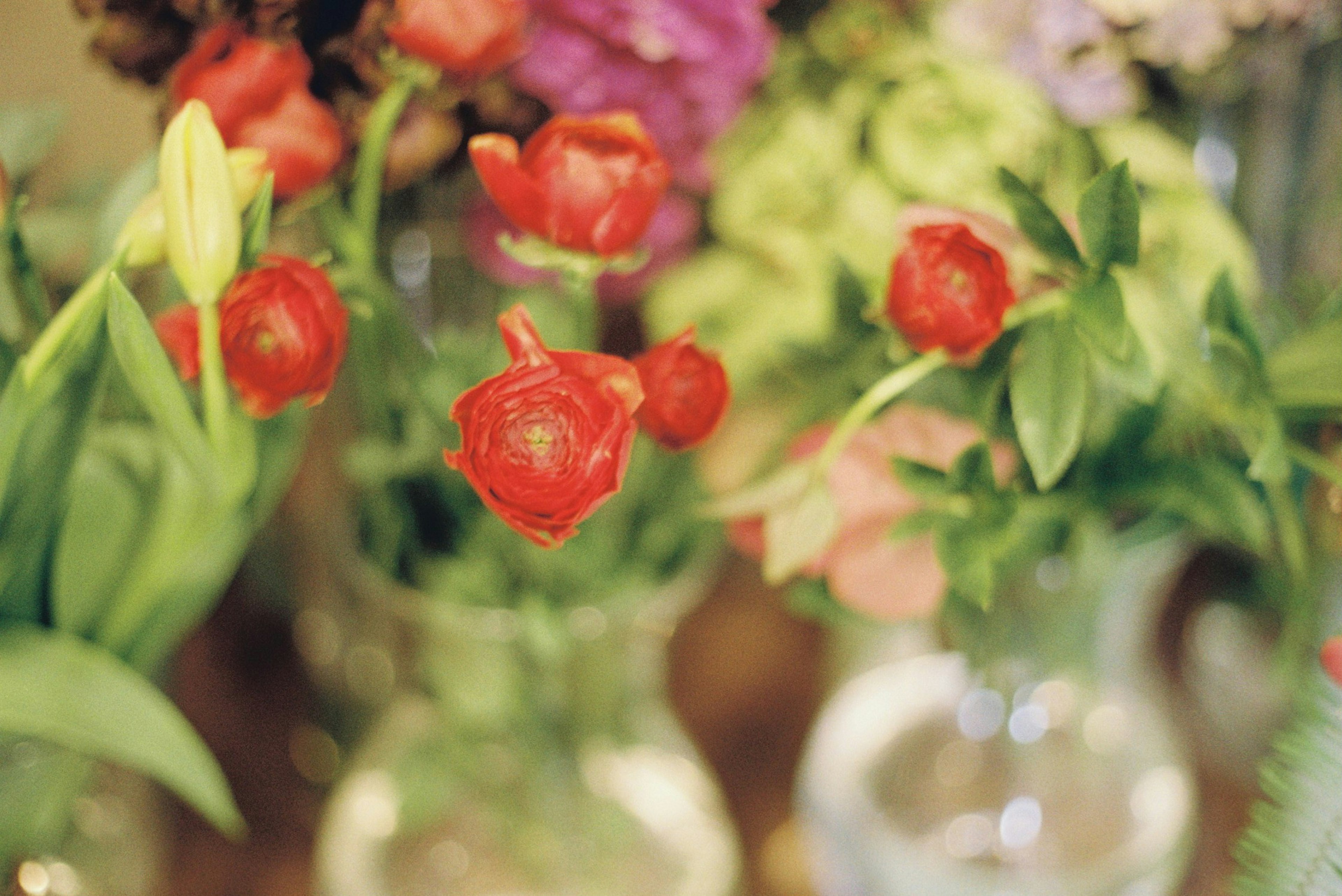 鮮やかな赤い花と緑の葉が入った花瓶の近接写真