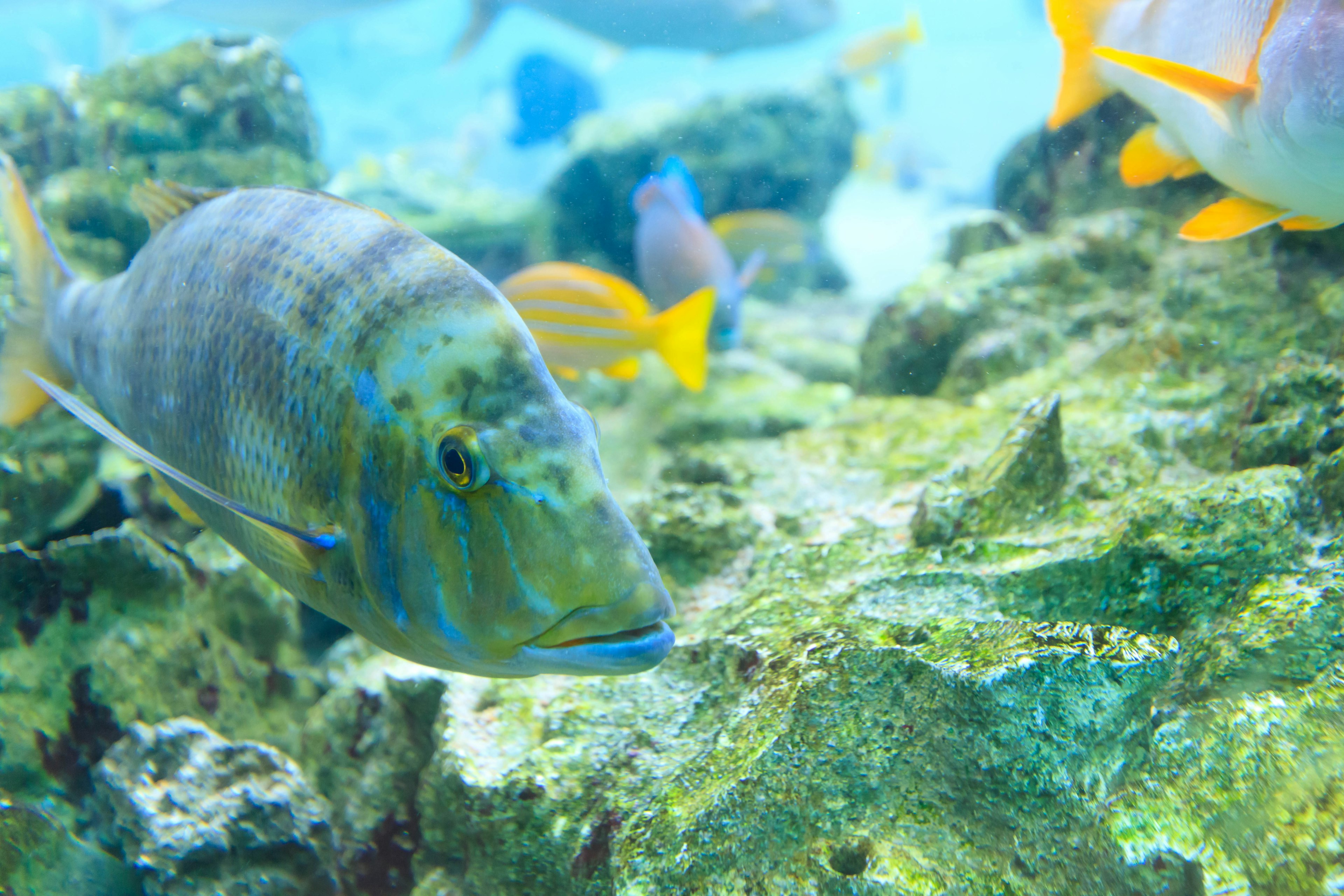 Scène sous-marine avec des poissons colorés nageant parmi des rochers verts et une eau bleue