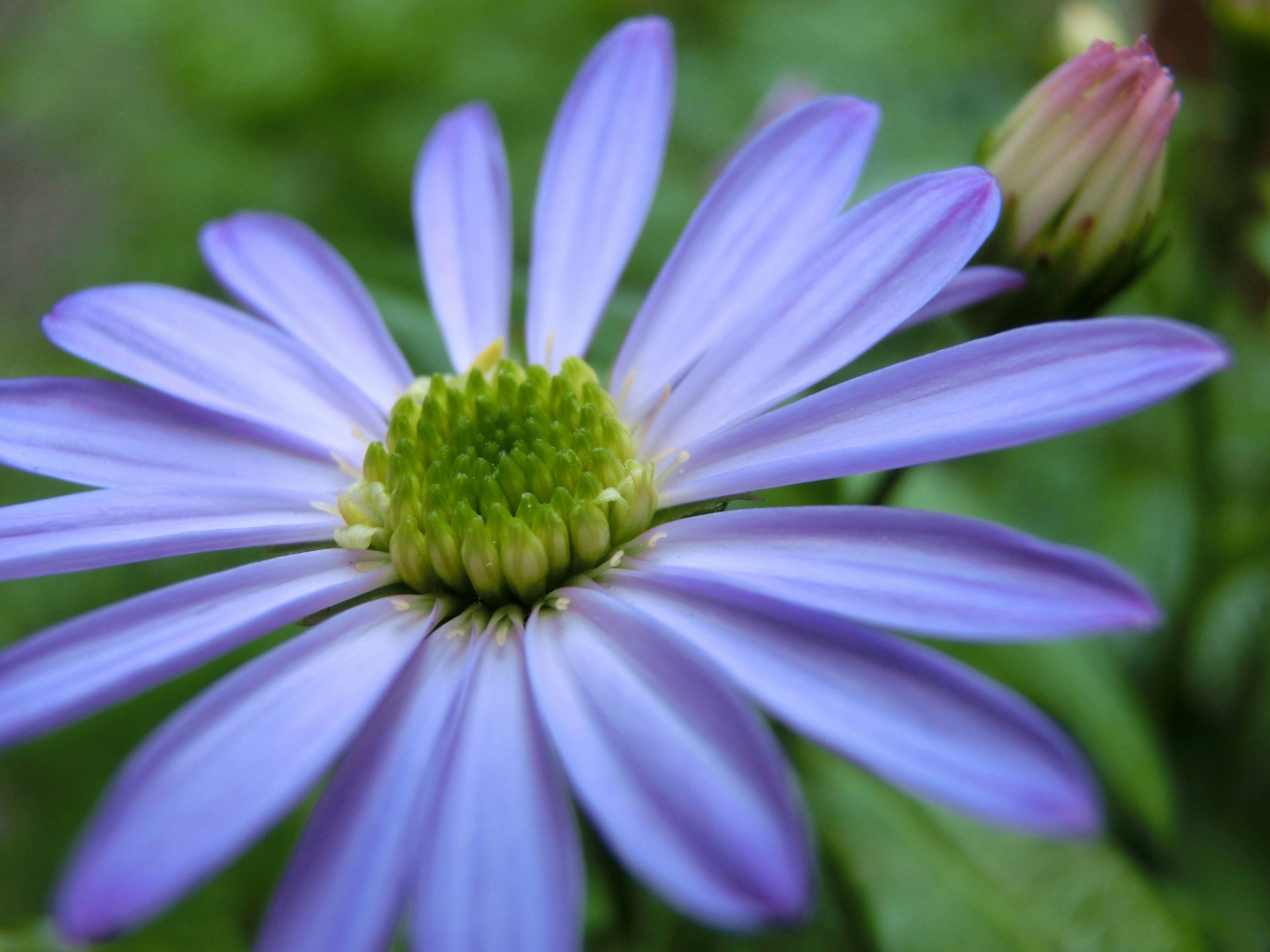 Nahaufnahme einer Blume mit lila Blütenblättern und einem grünen Zentrum