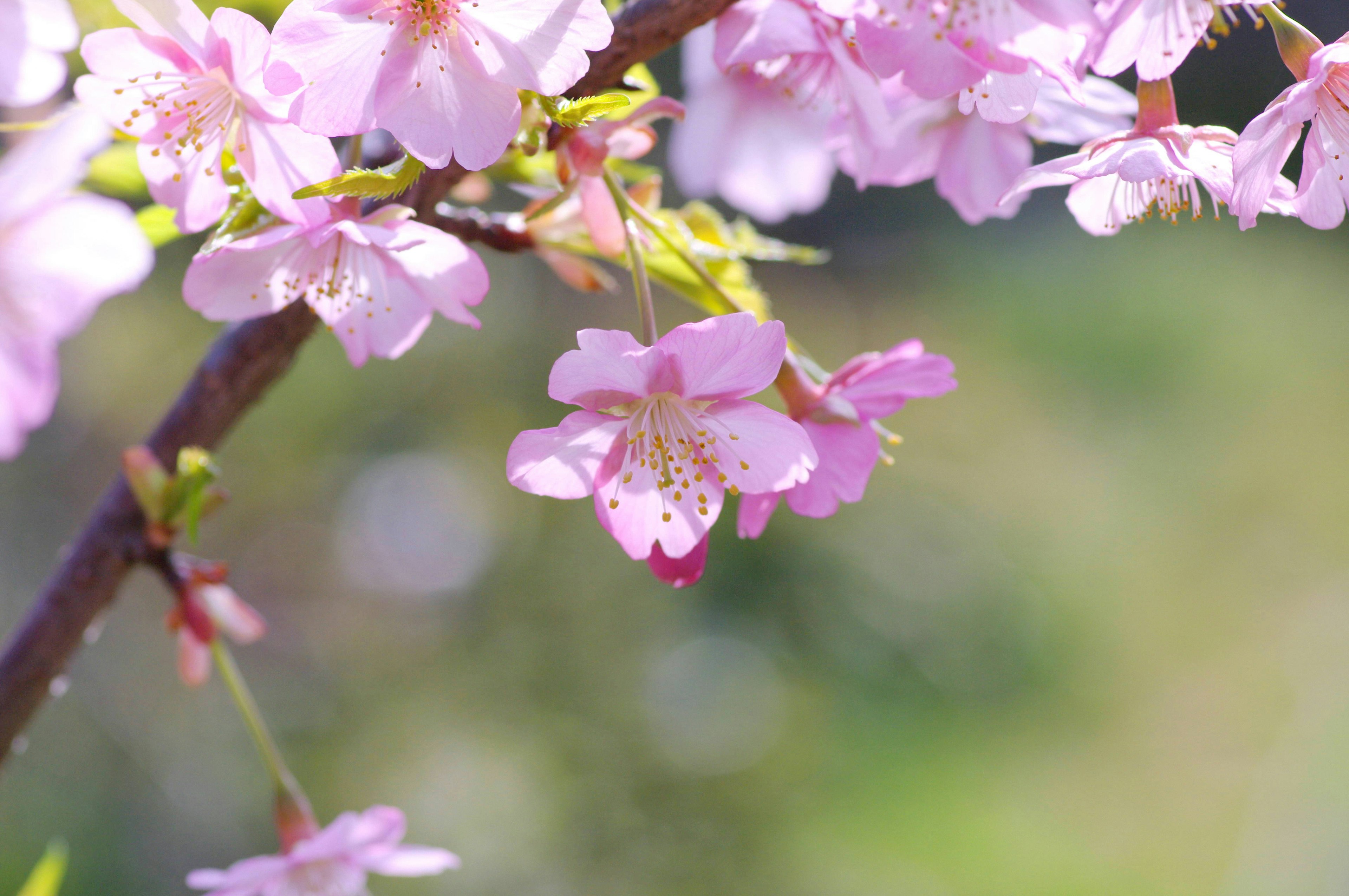 Kedekatan bunga sakura di cabang