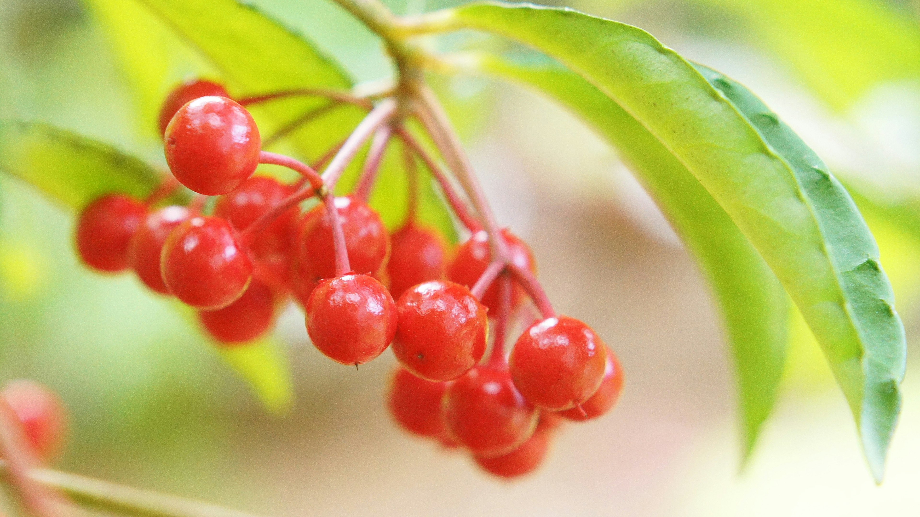 Zweig mit lebhaften roten Beeren und grünen Blättern