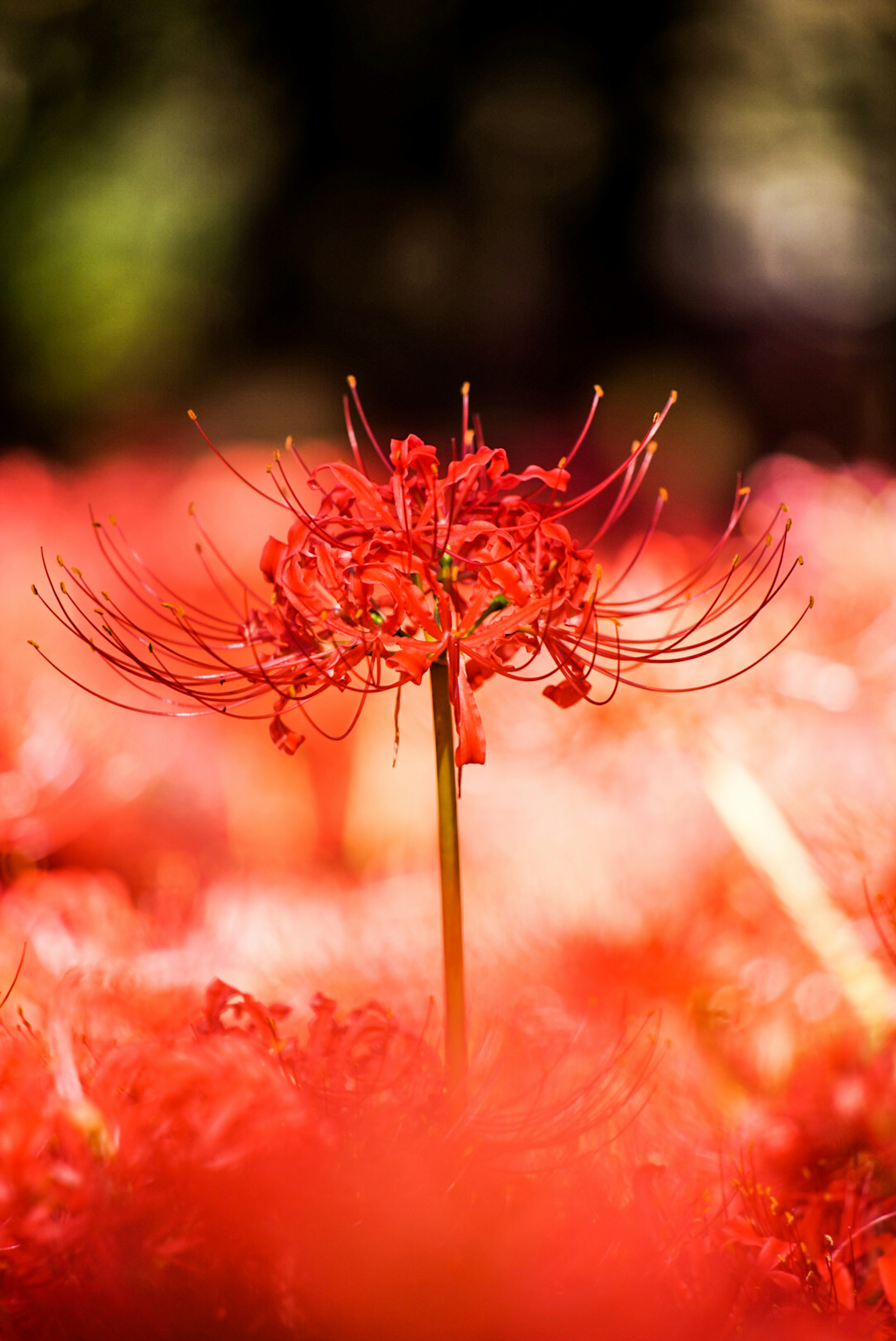 Un lirio araña rojo brillante de pie entre flores rojas borrosas en el fondo