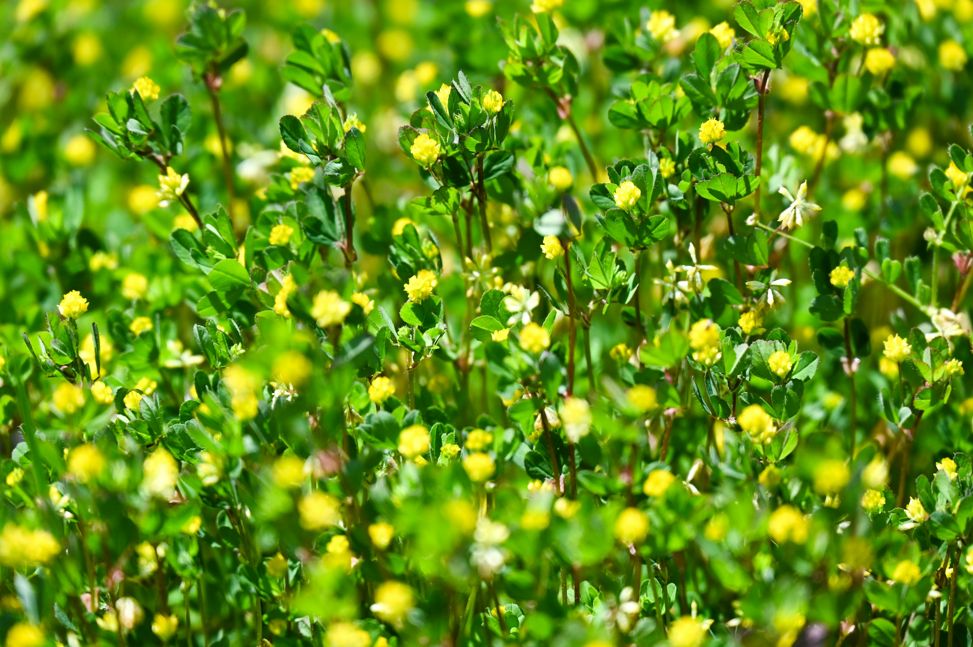 A dense cluster of green foliage with small yellow flowers