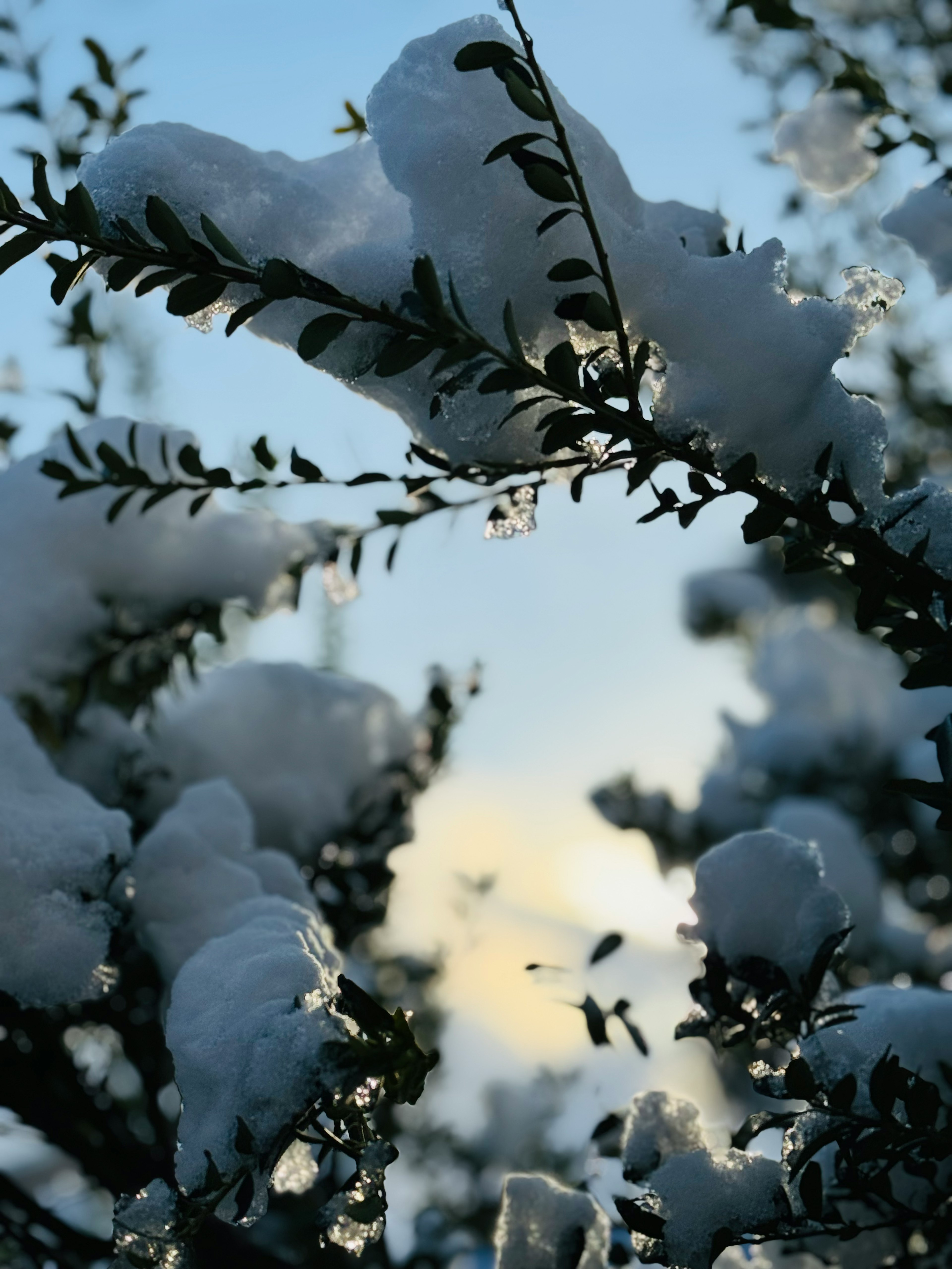 雪に覆われた木の枝と青空の背景