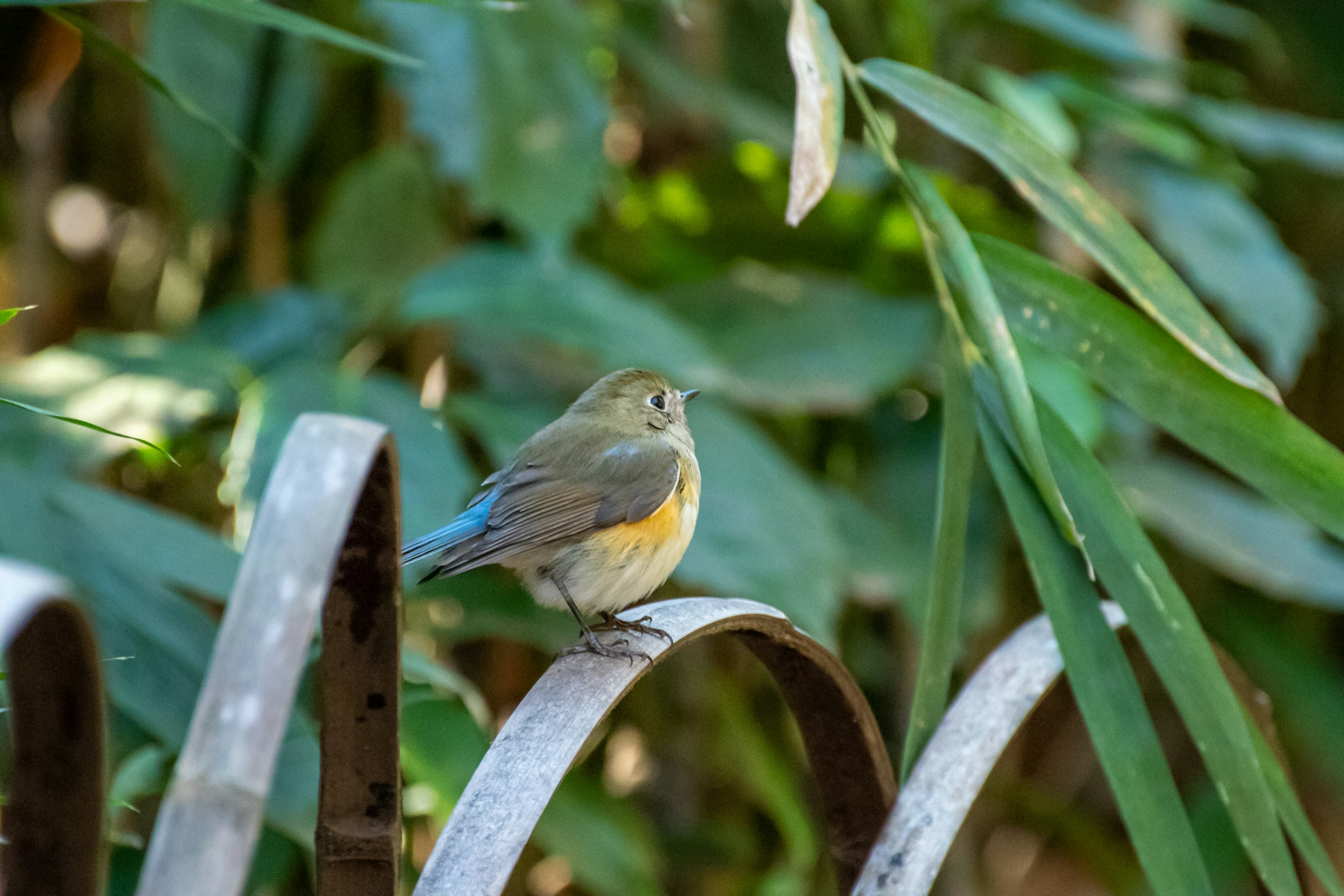 A small blue bird perched on a curved metal fence surrounded by green foliage