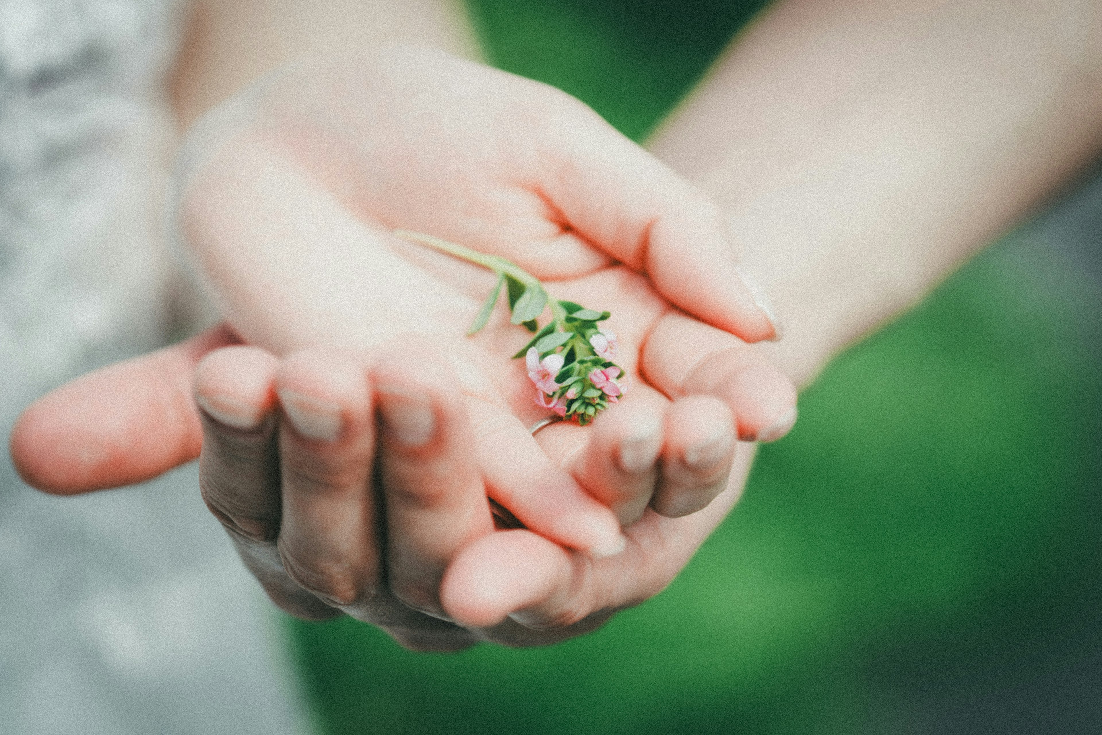 Two hands holding a small flower and leaves in the palm