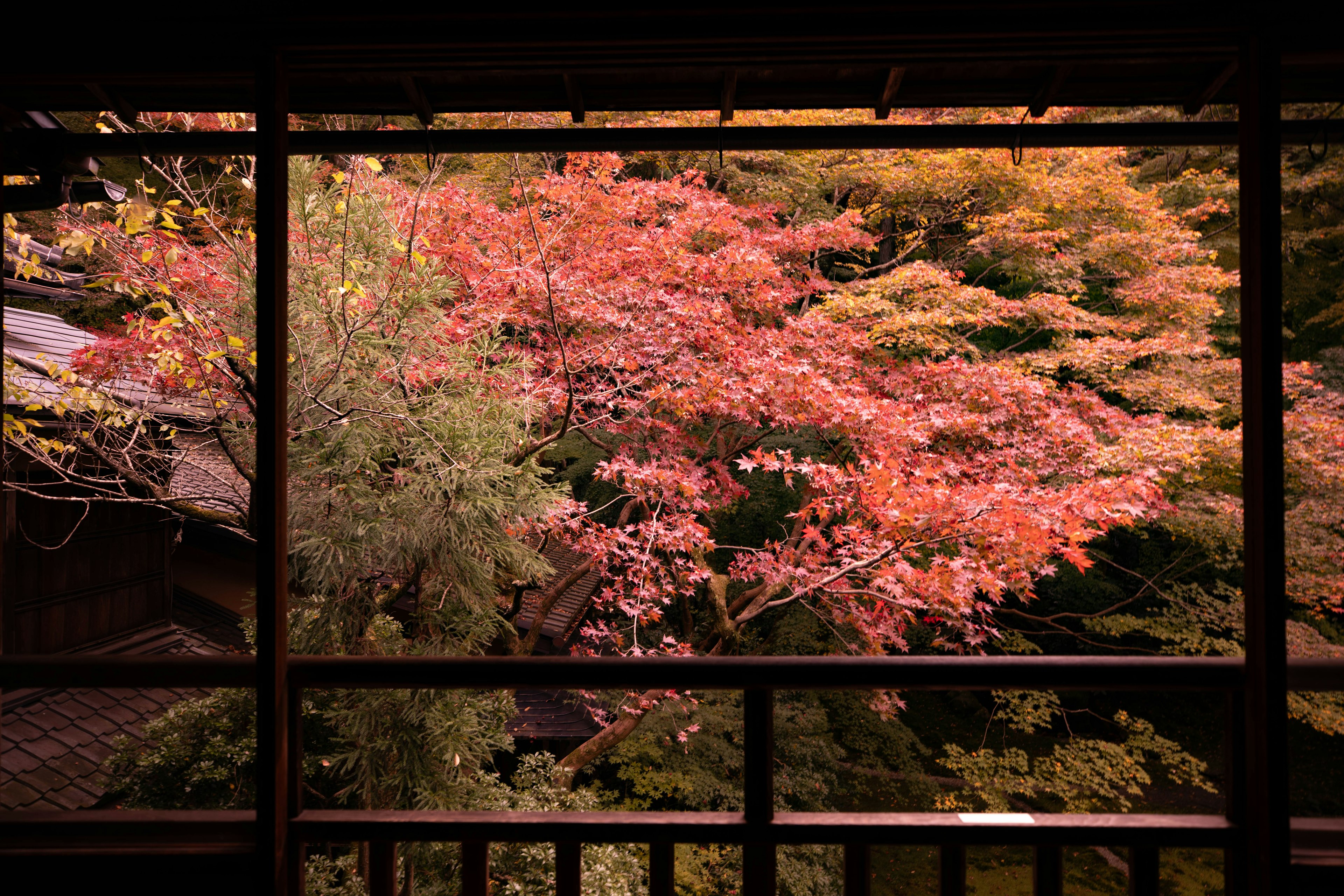 View of vibrant autumn leaves through a wooden window