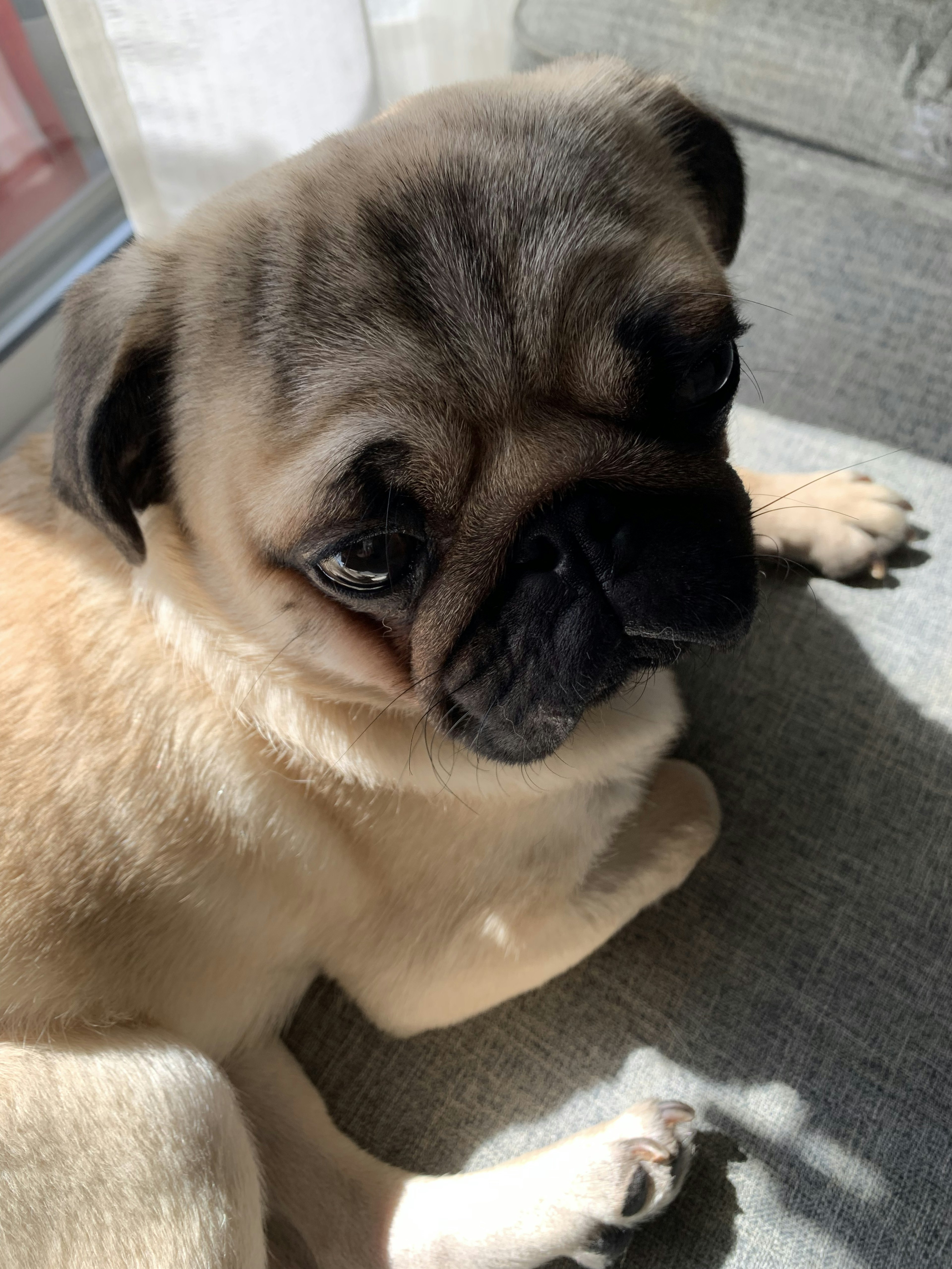 Chien pug mignon se relaxant au soleil