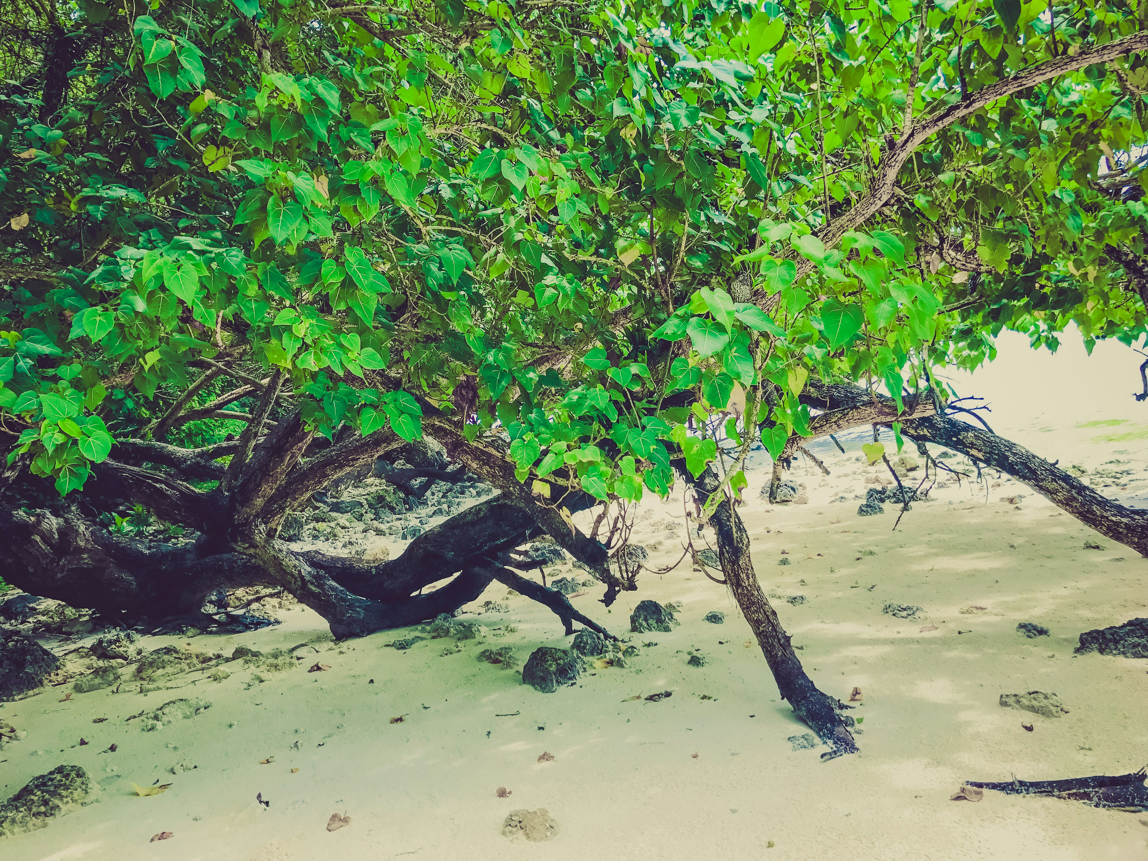 Lush green trees surrounding a sandy beach scene