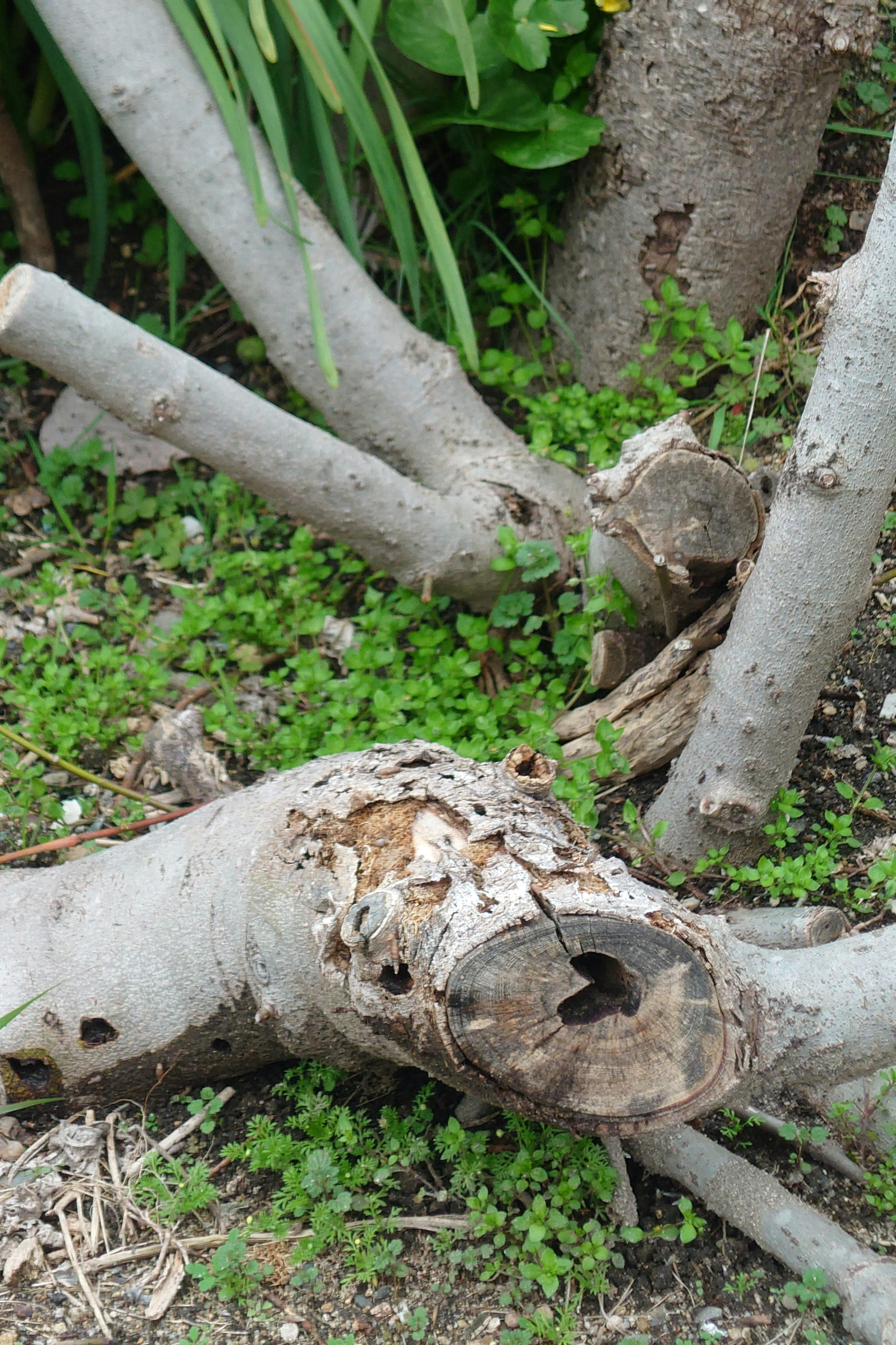 A section of a garden featuring tree branches and green grass