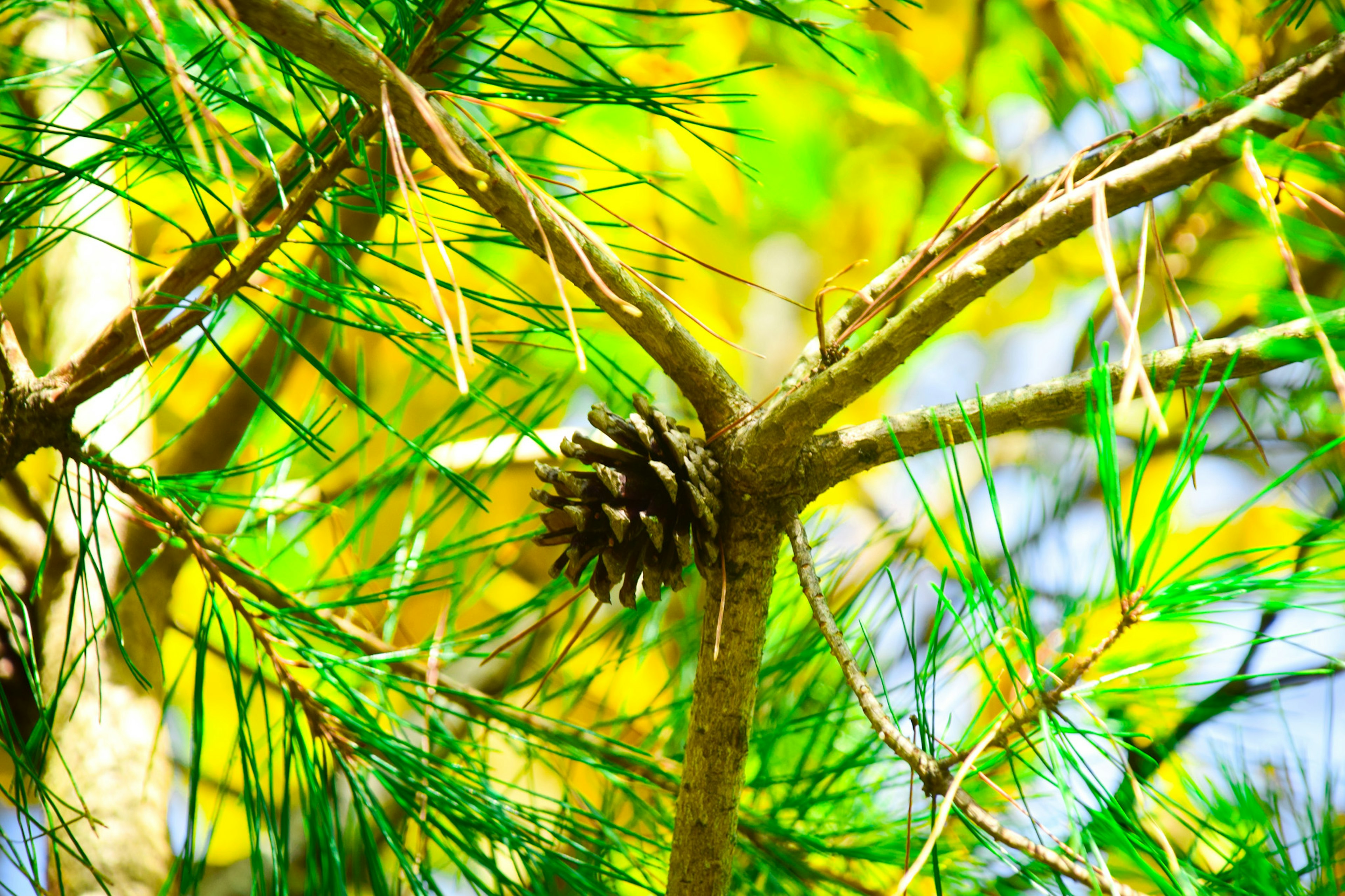 Piña colgando de una rama rodeada de hojas verdes