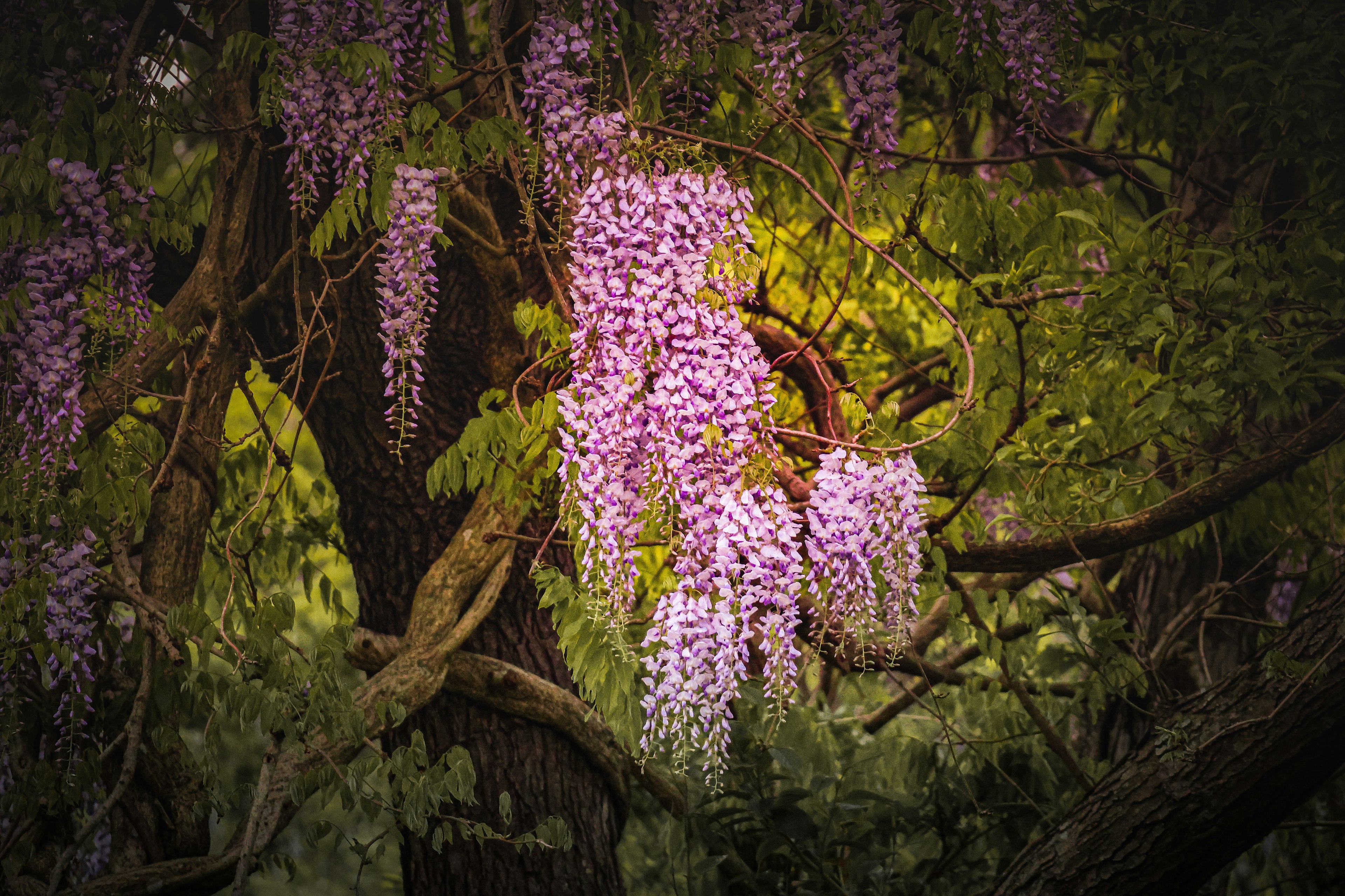 Imagen de flores de glicina moradas colgando de las ramas de un árbol